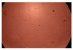 Ijms 23 09382 i005 Ijms 23 09382 i005