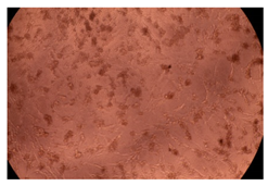 Ijms 23 09382 i008 Ijms 23 09382 i008