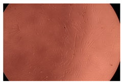 Ijms 23 09382 i009 Ijms 23 09382 i009