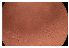 Ijms 23 09382 i012 Ijms 23 09382 i012