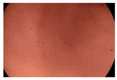 Ijms 23 09382 i015 Ijms 23 09382 i015