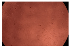 Ijms 23 09382 i017 Ijms 23 09382 i017