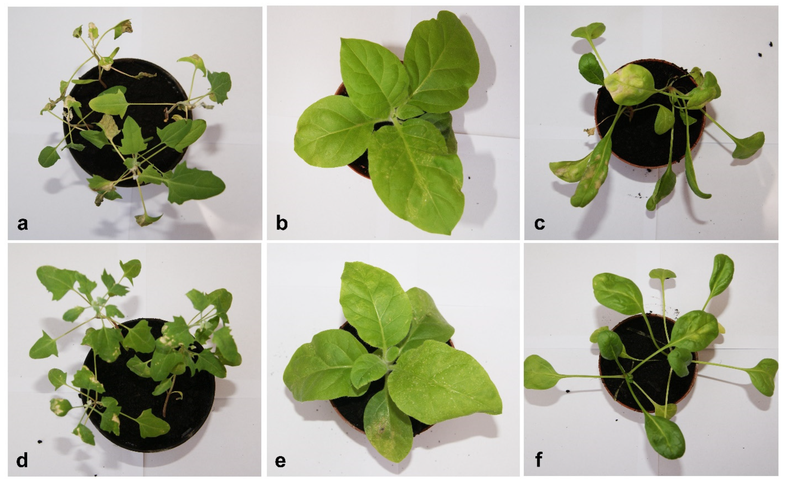 Ijms 23 09393 g002 Ijms 23 09393 g002