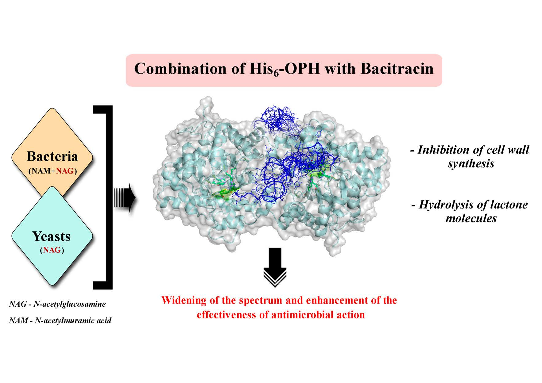 IJMS Free Full Text “Universal” Antimicrobial Combination of