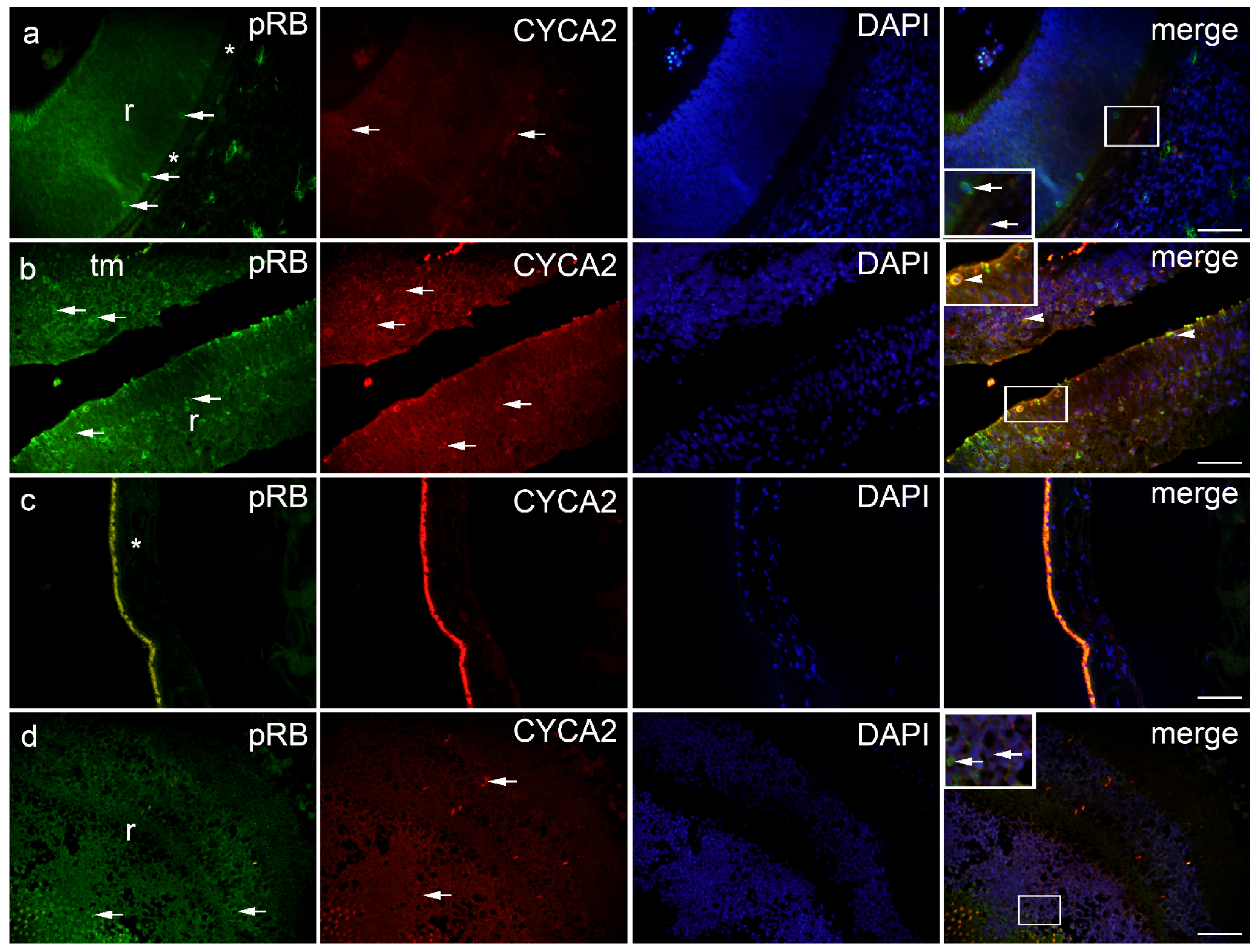 Ijms 23 09421 g006 Ijms 23 09421 g006