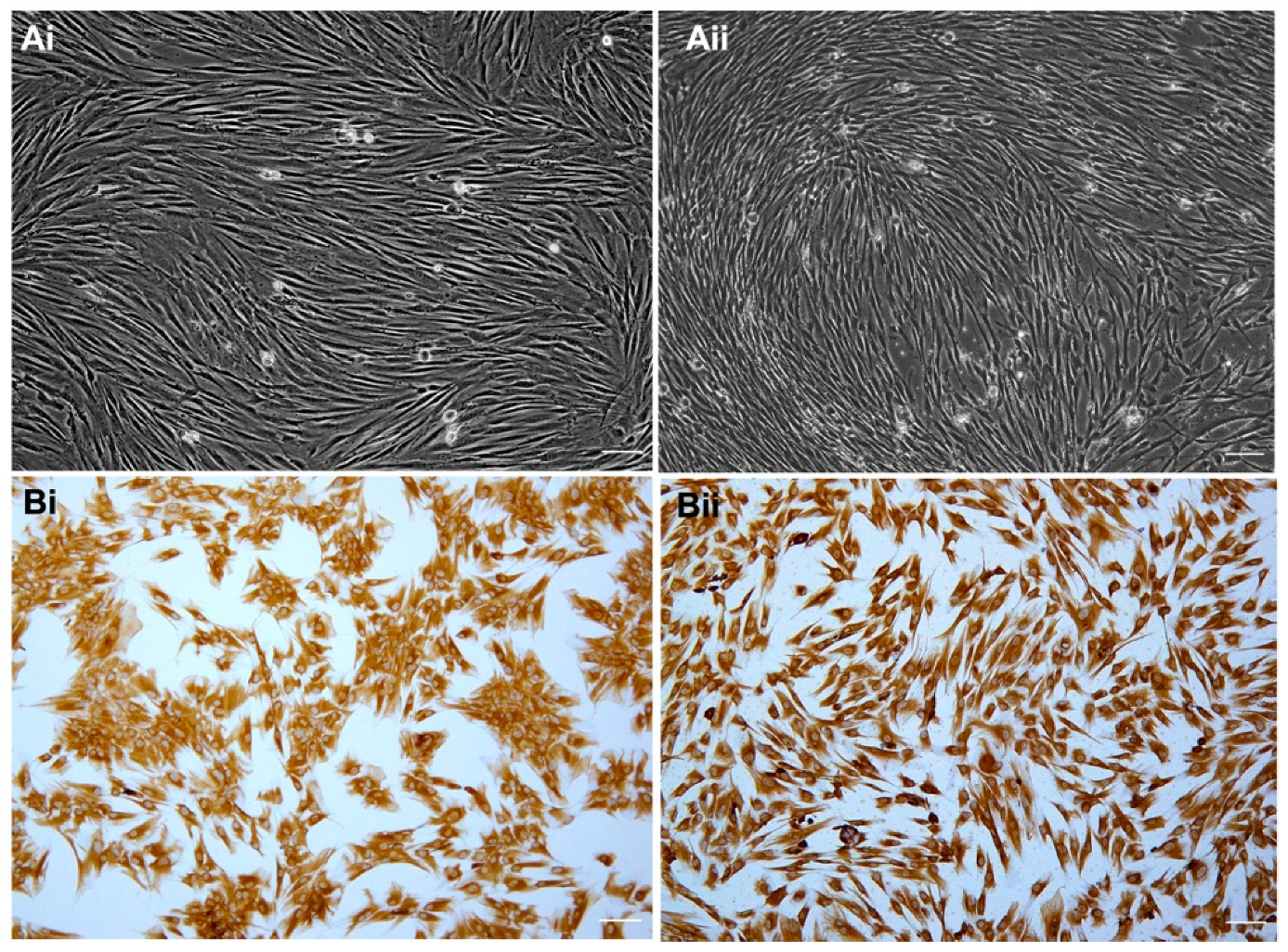 Ijms 23 09425 g001 550