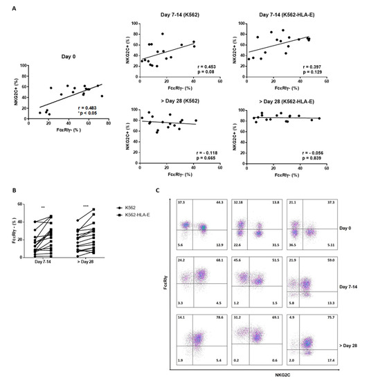Selective Expansion of NKG2C+ Adaptive NK Cells Using K562 Cells