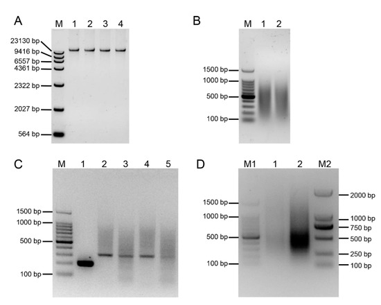 Efficient Anchoring of Erianthus arundinaceus Chromatin
