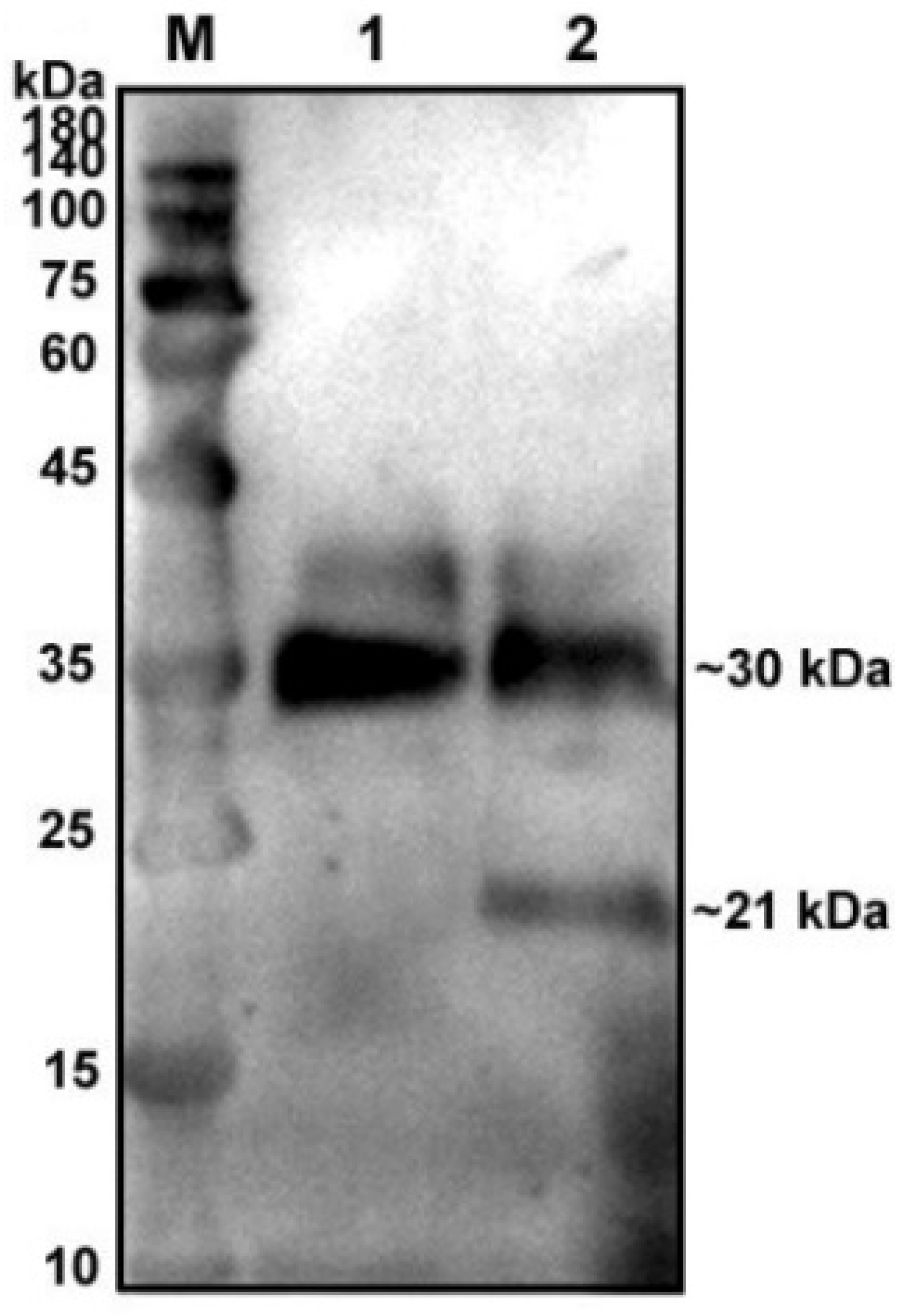 Ijms 23 09441 g001 Ijms 23 09441 g001