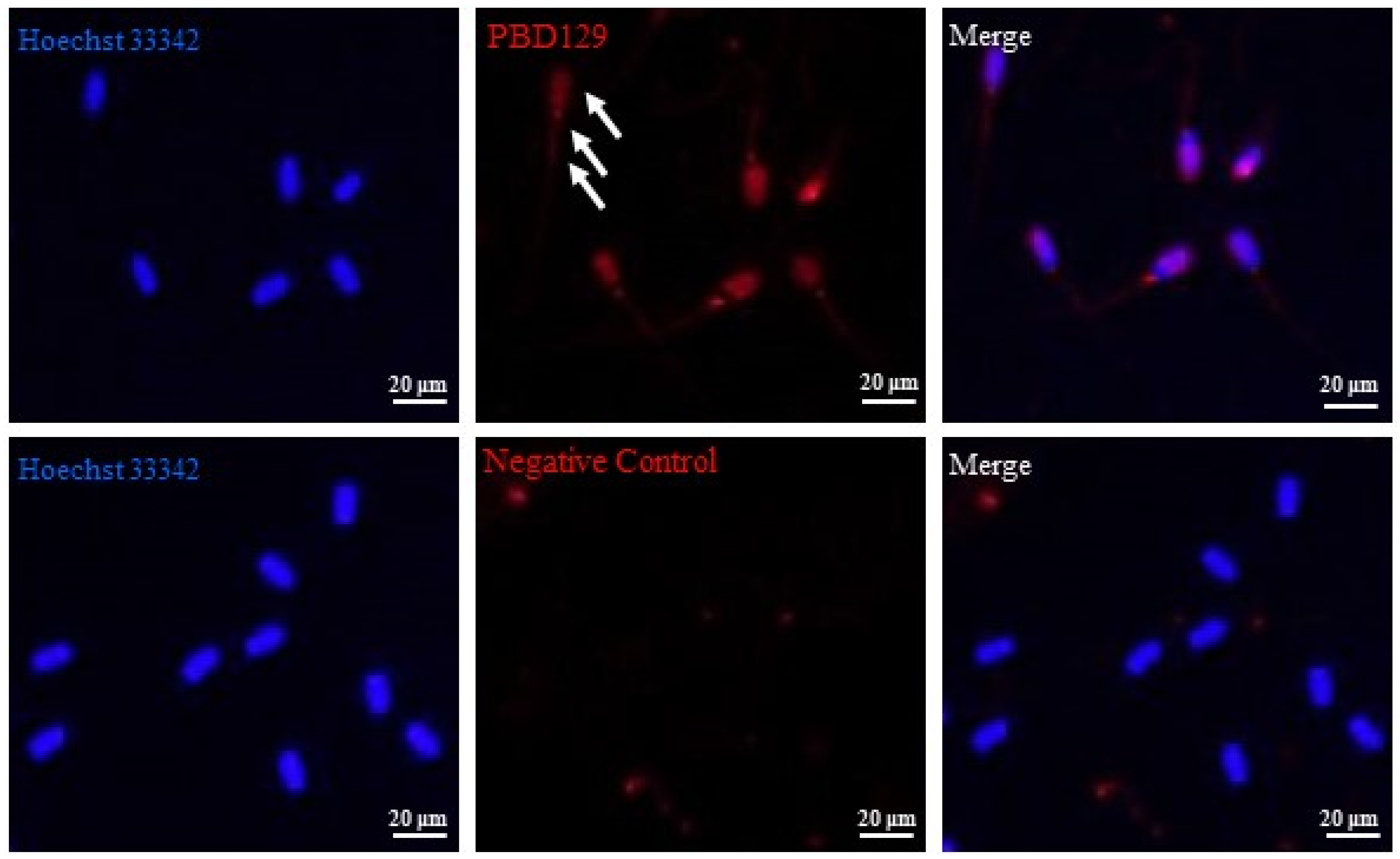 Ijms 23 09441 g006 Ijms 23 09441 g006