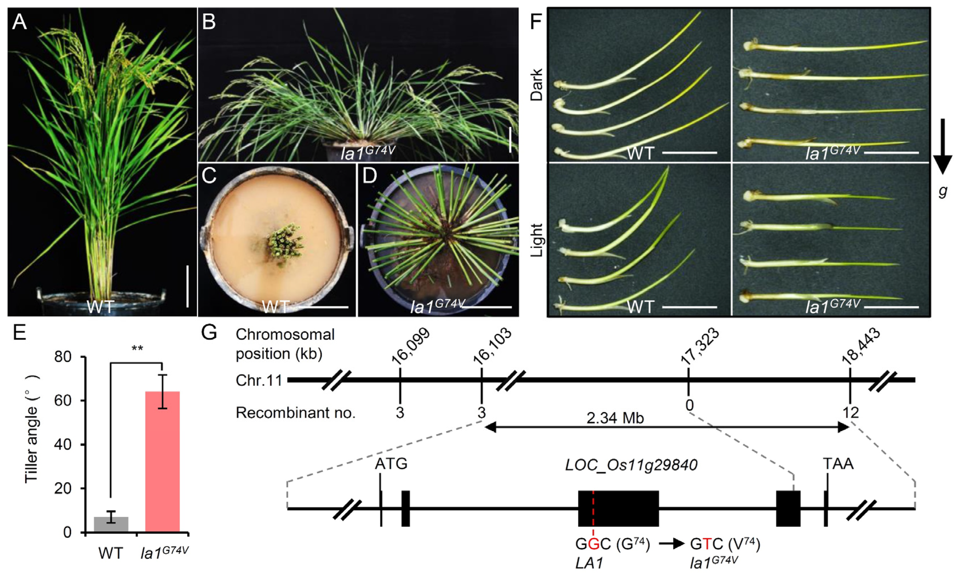 Ijms 23 09452 g001 550