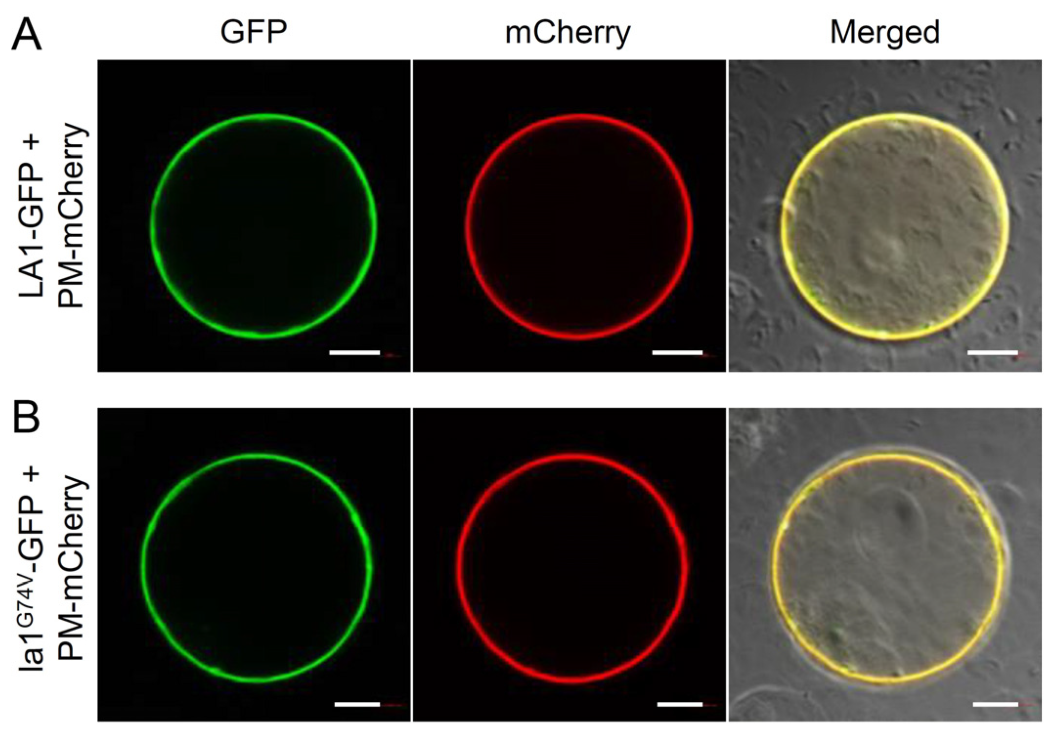 Ijms 23 09452 g004 550