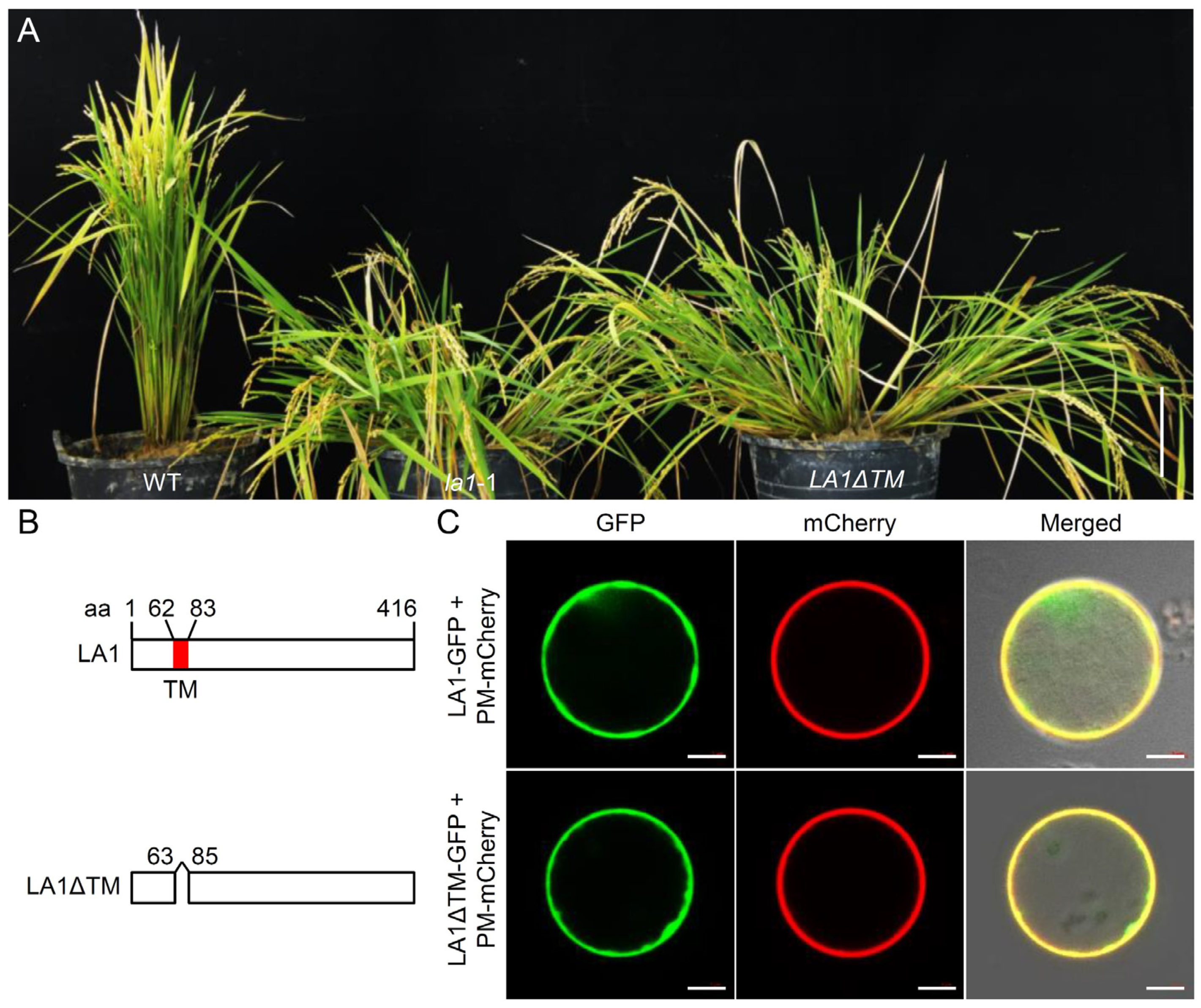 Ijms 23 09452 g005 550