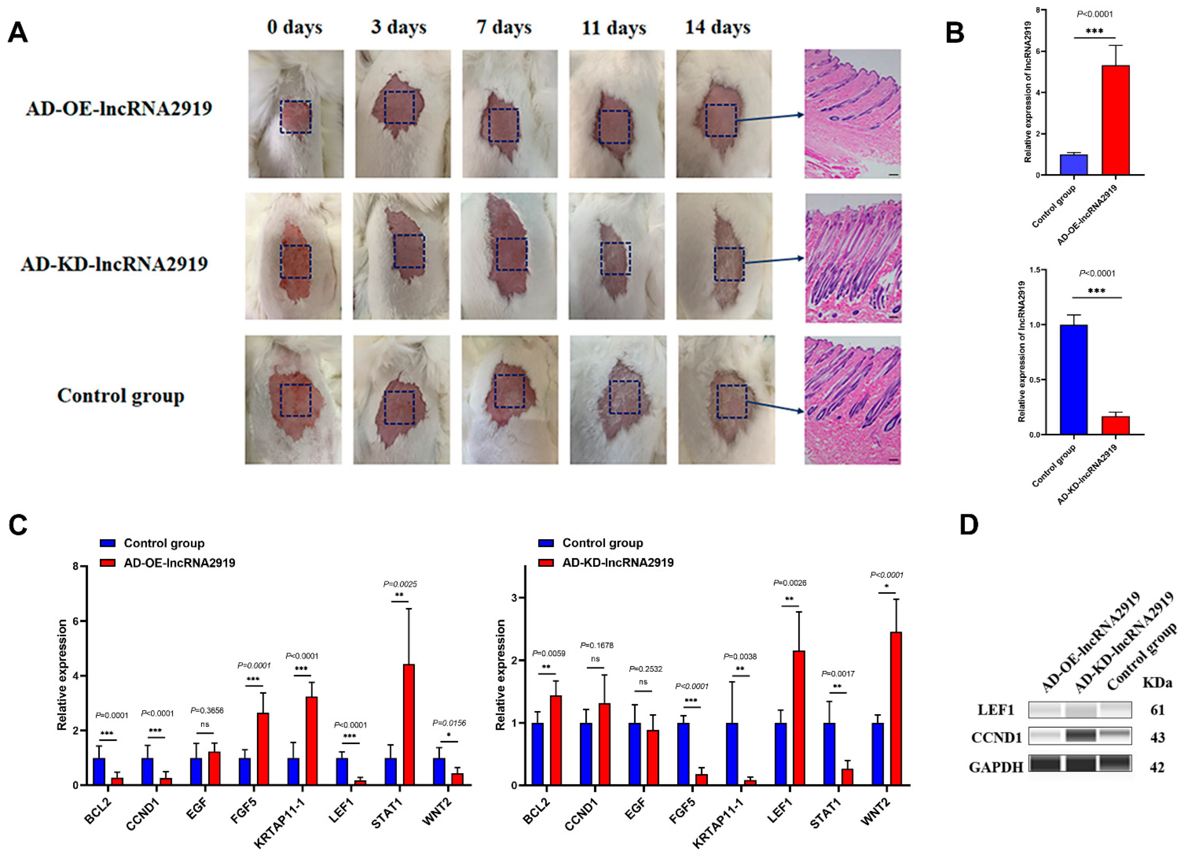 Ijms 23 09481 g002 550
