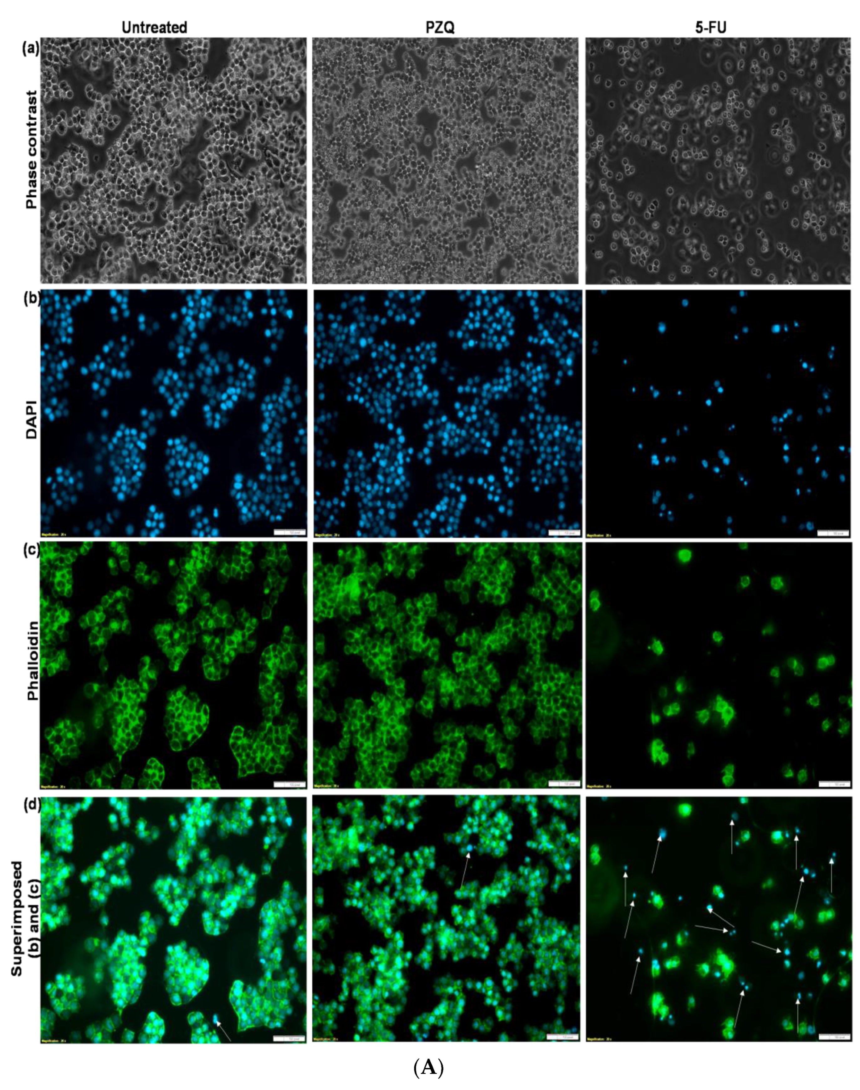 Ijms 23 09485 g013a 550