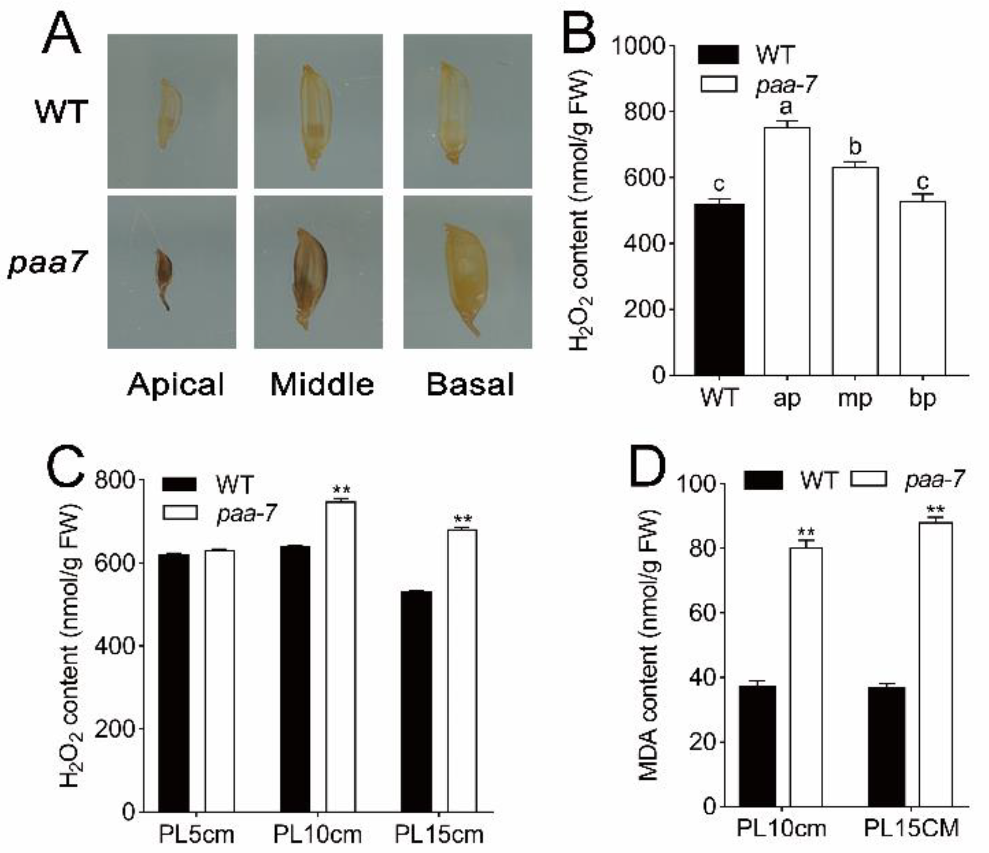 Ijms 23 09487 g003 550