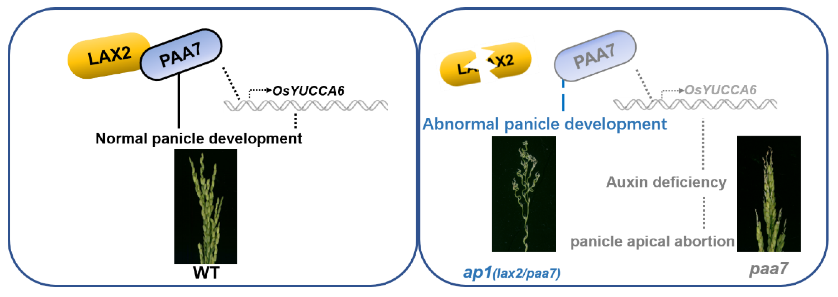 Ijms 23 09487 g008 550