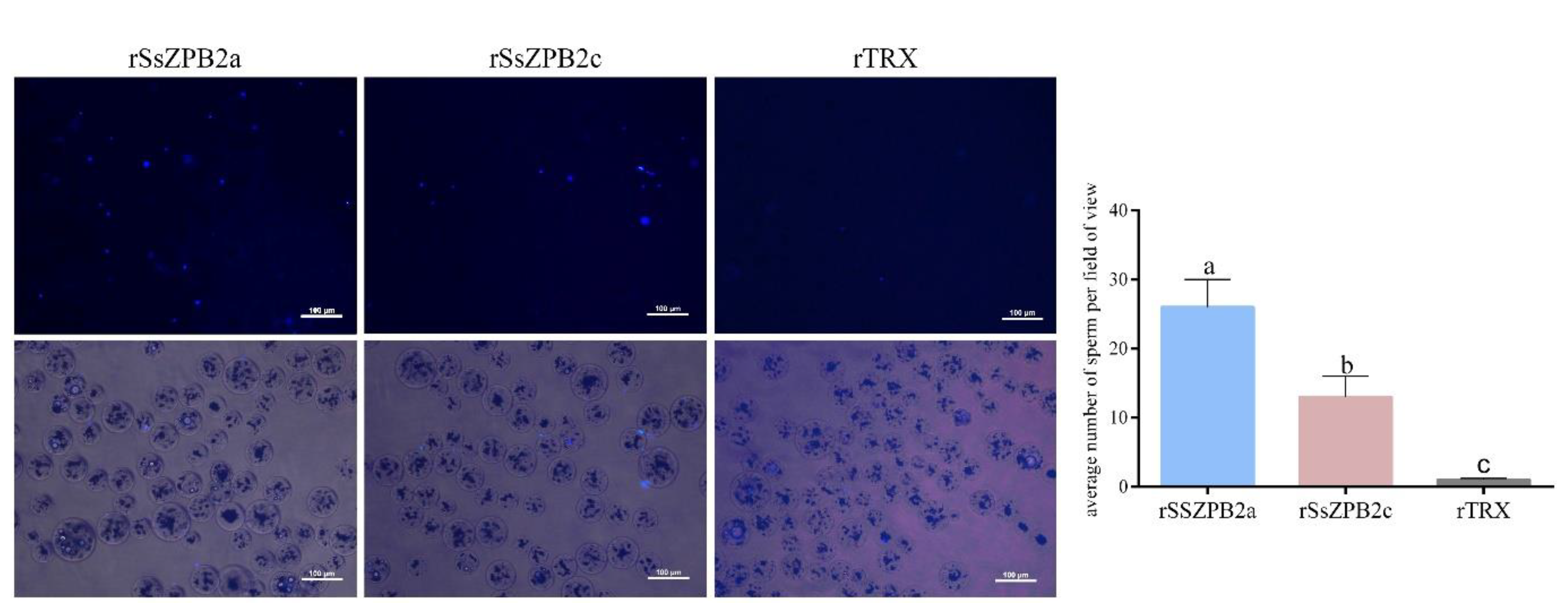 Ijms 23 09498 g004 Ijms 23 09498 g004