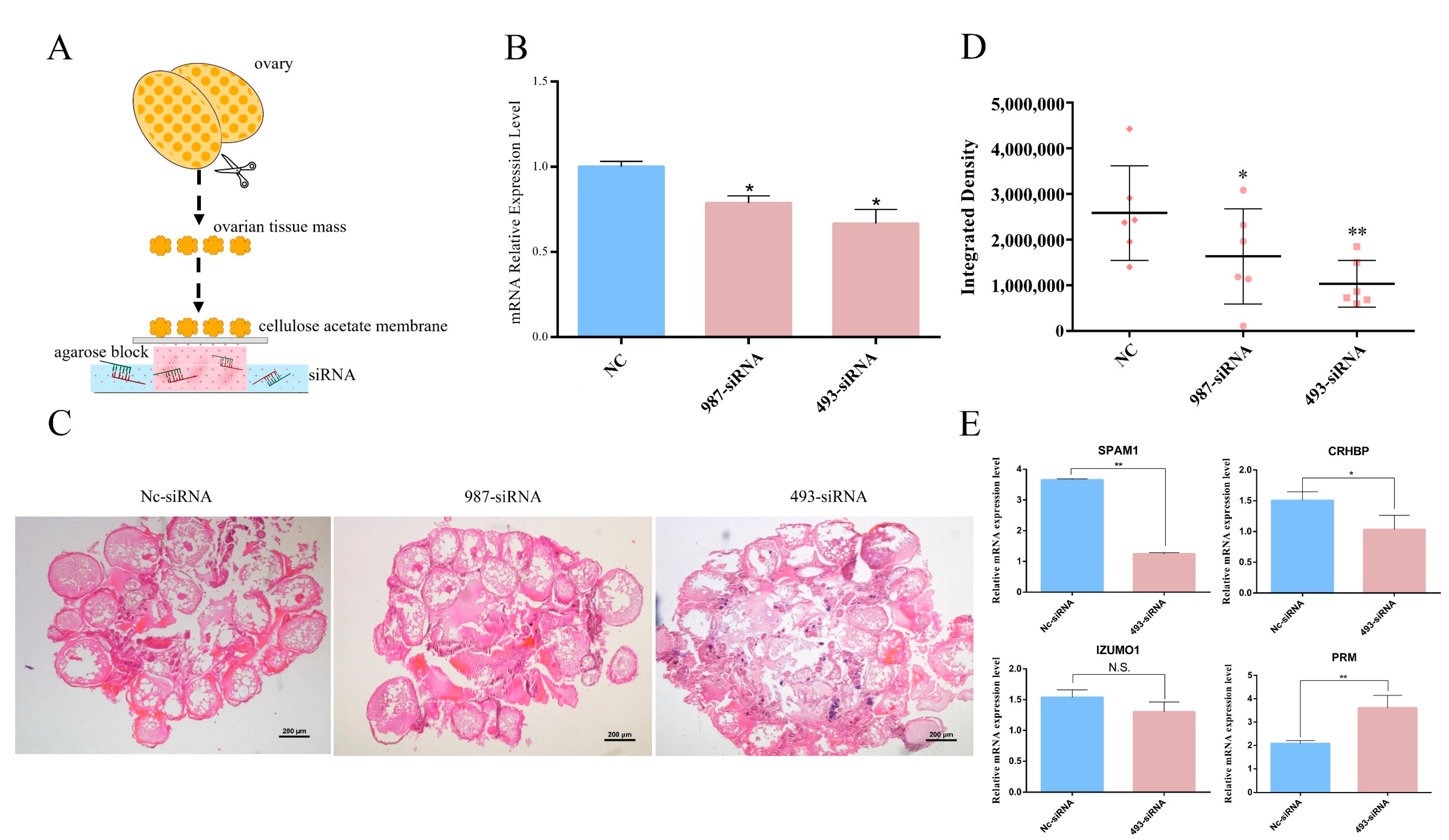 Ijms 23 09498 g007 Ijms 23 09498 g007