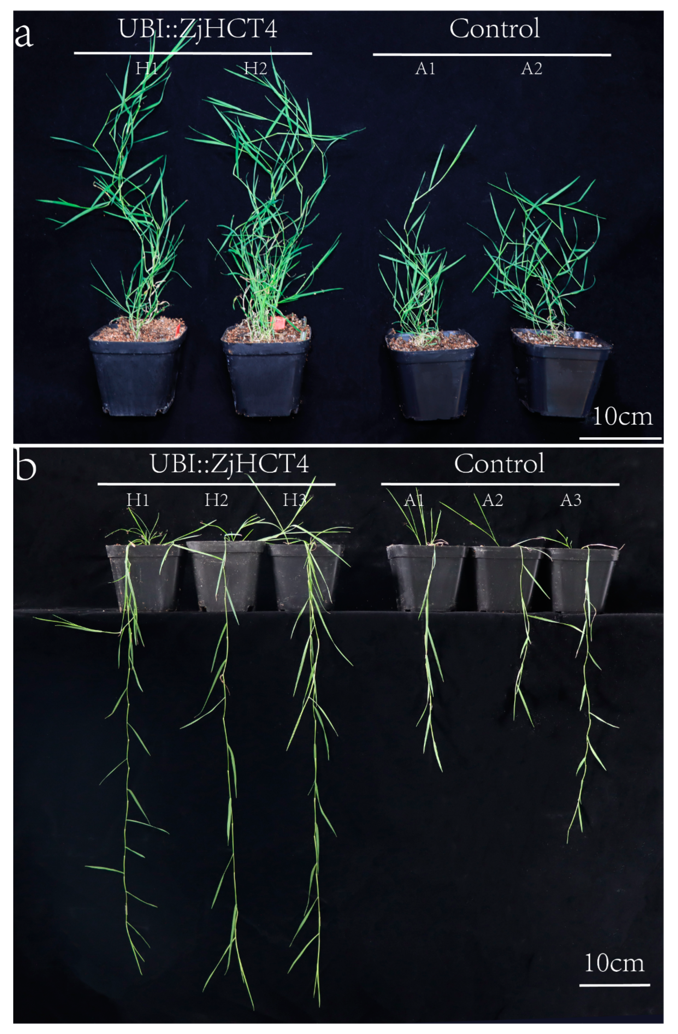 Ijms 23 09500 g005 550