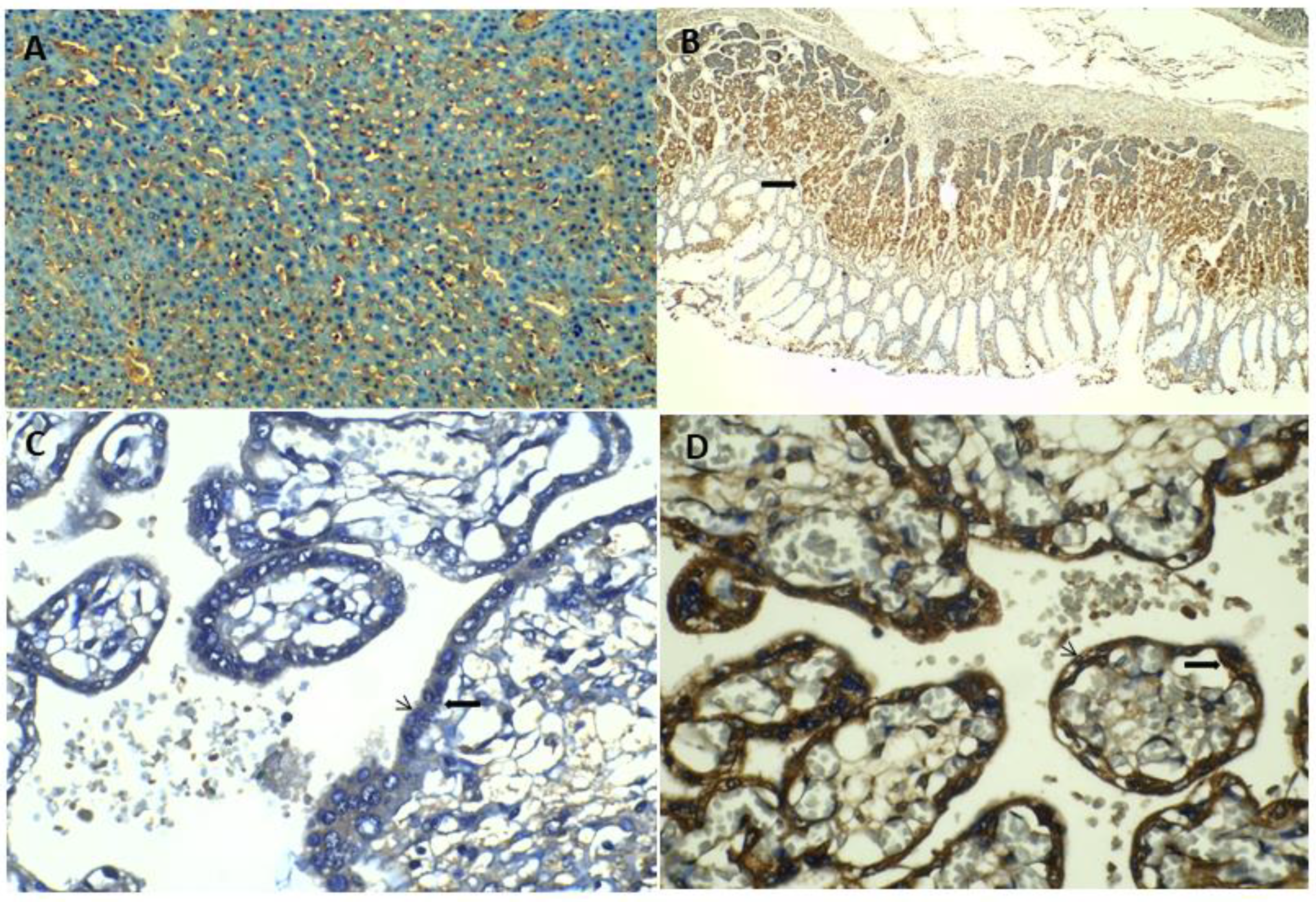 Ijms 23 09514 g002 550