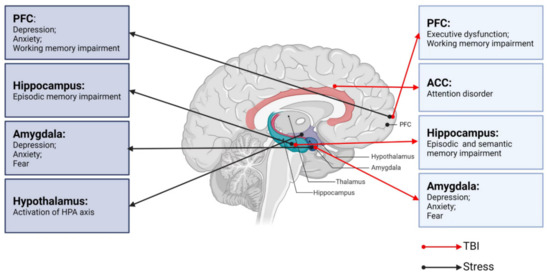 The Neurobiological Links between Stress and Traumatic Brain Injury: A
