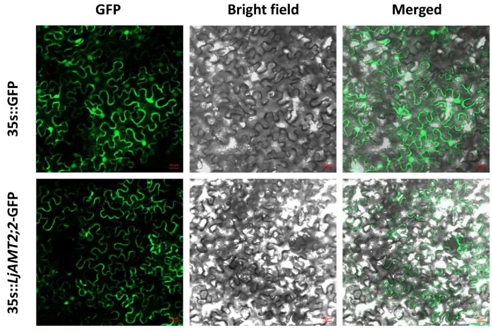 Ijms 23 09522 g002 Ijms 23 09522 g002