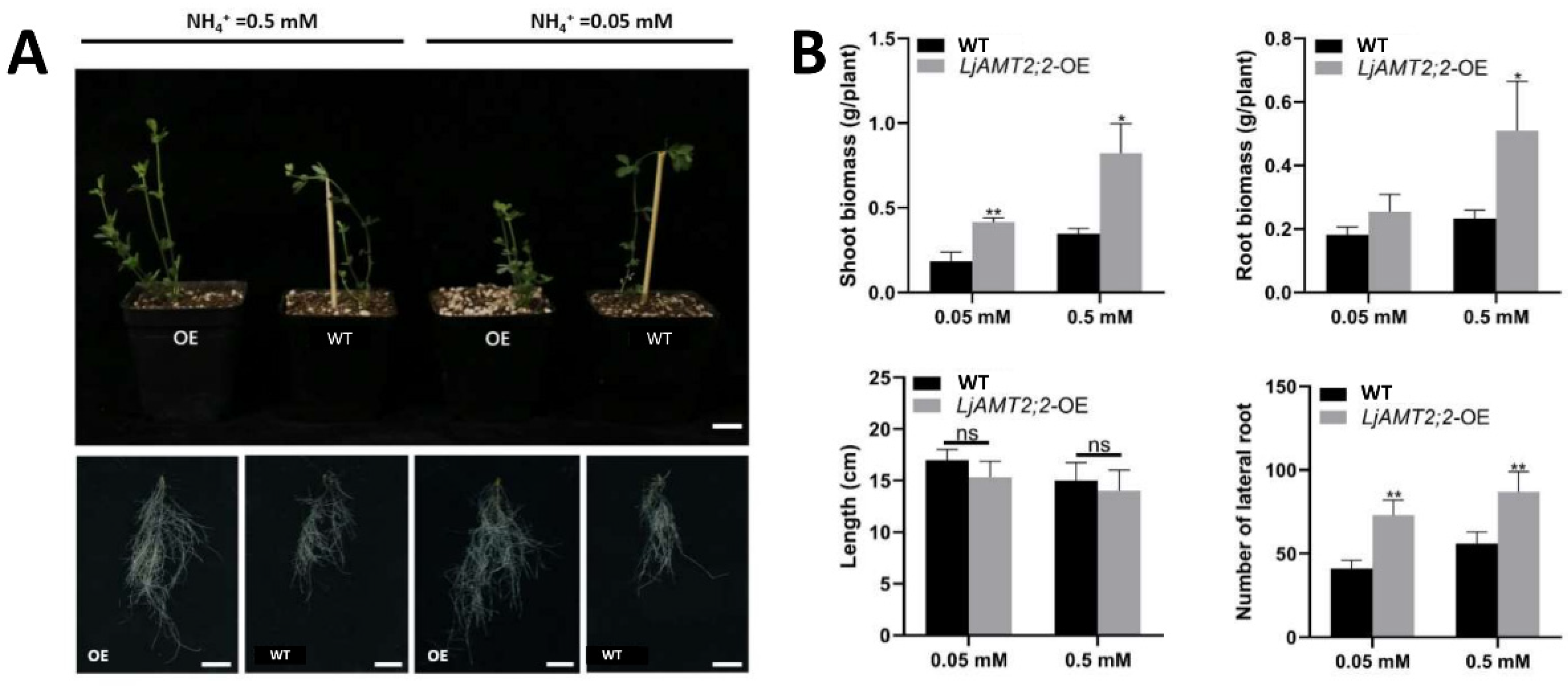 Ijms 23 09522 g006 Ijms 23 09522 g006