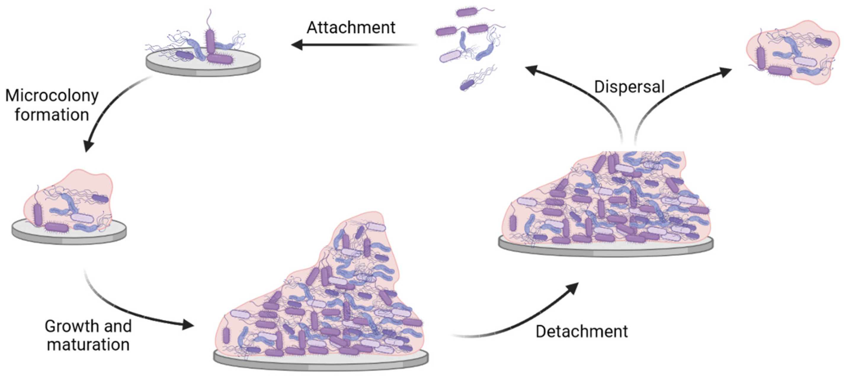 Ijms 23 09526 g001 550