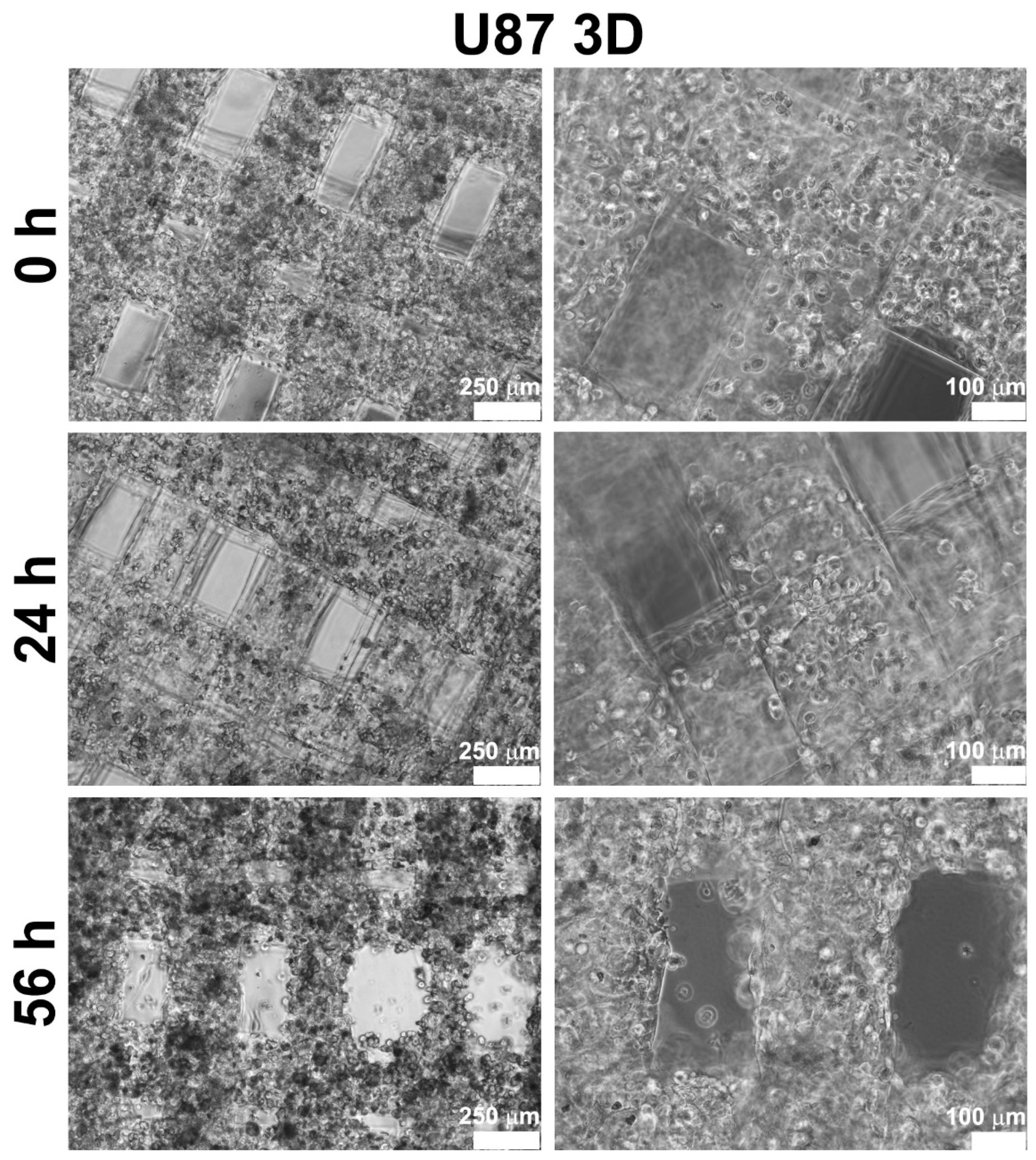 Ijms 23 09528 g002 550