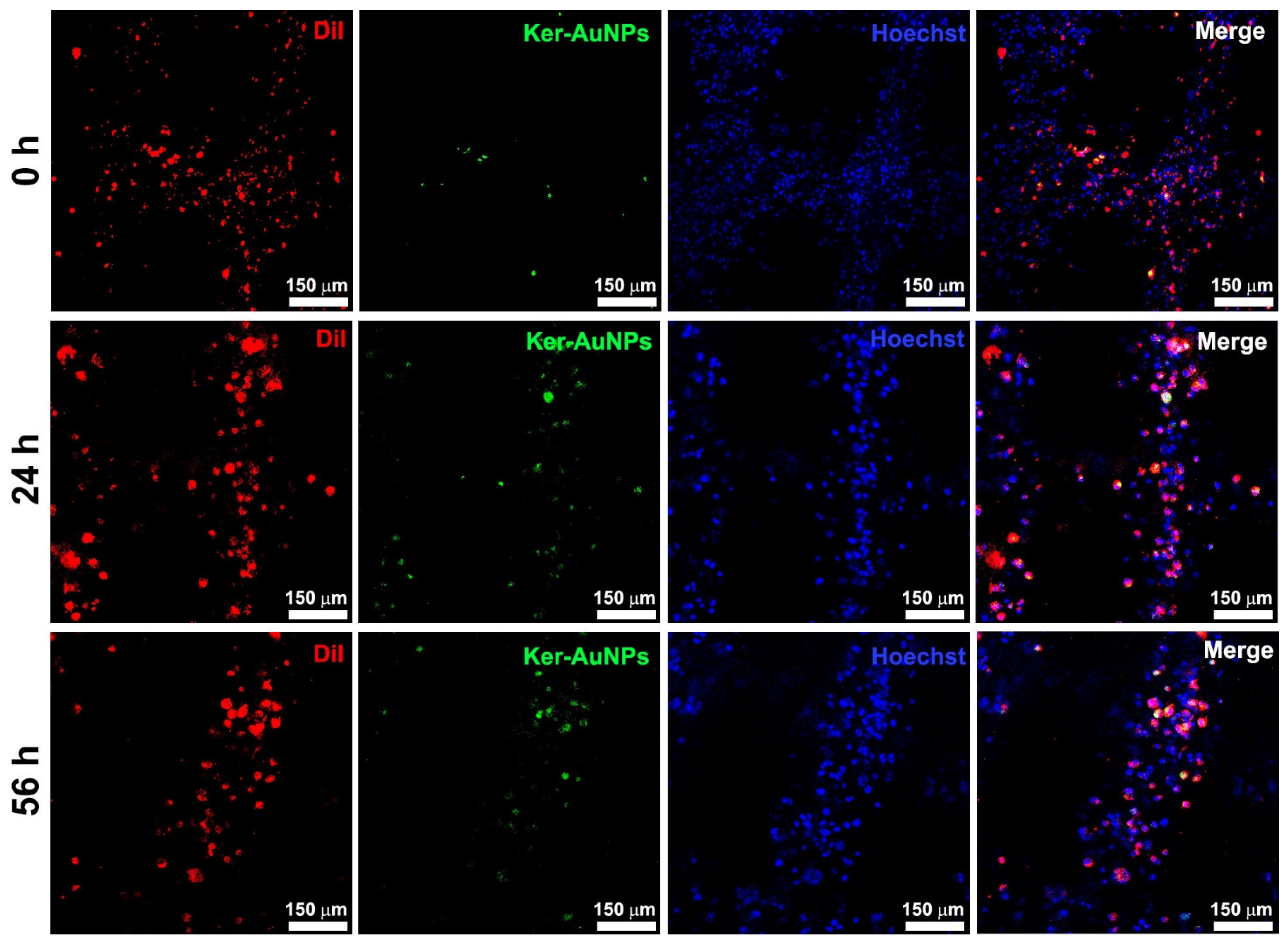 Ijms 23 09528 g005 550