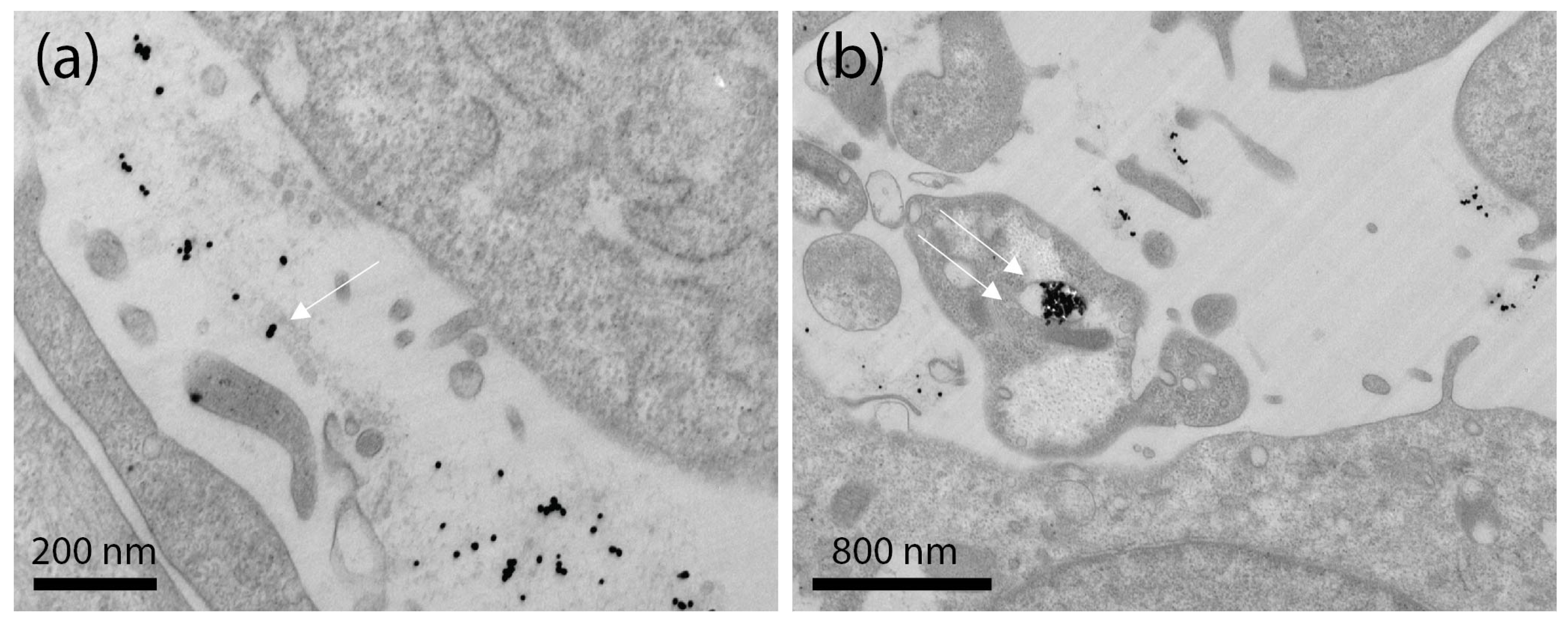 Ijms 23 09528 g007 550