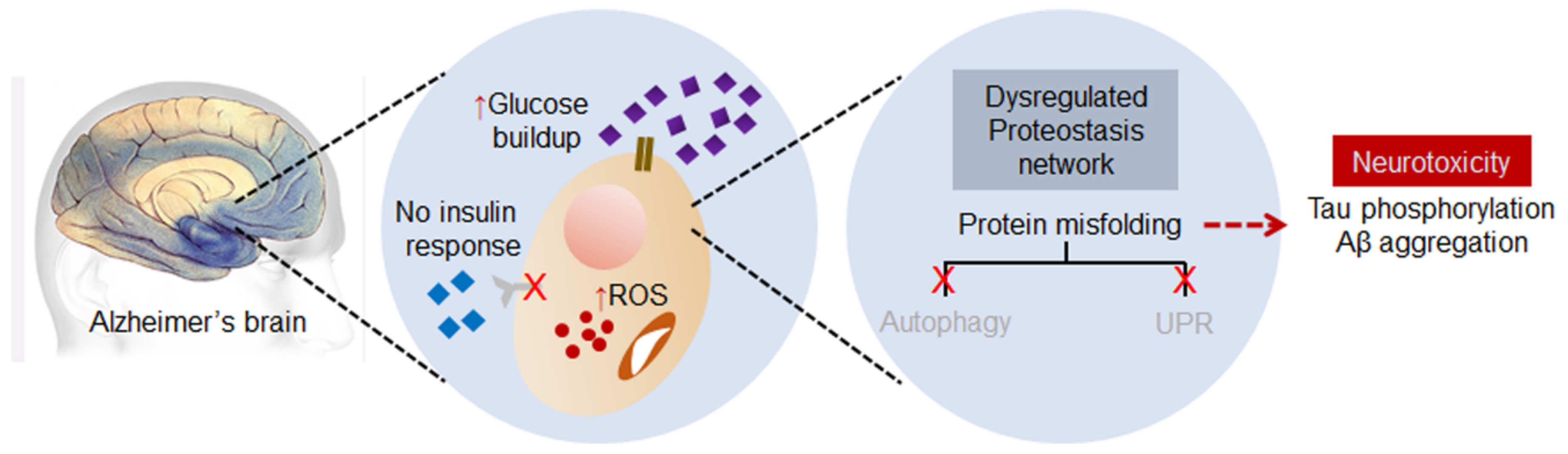 Ijms 23 09540 g003 550