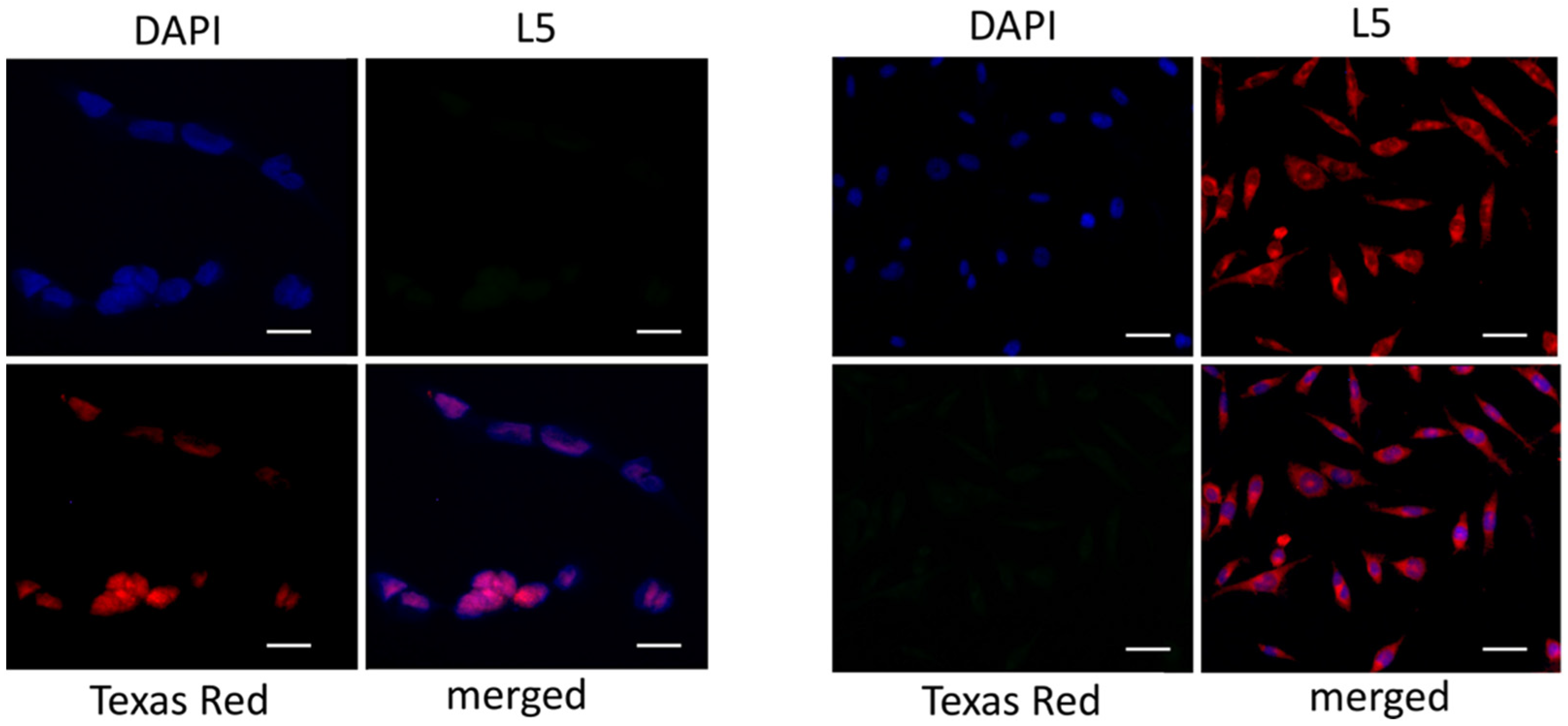 Ijms 23 09542 g006 550