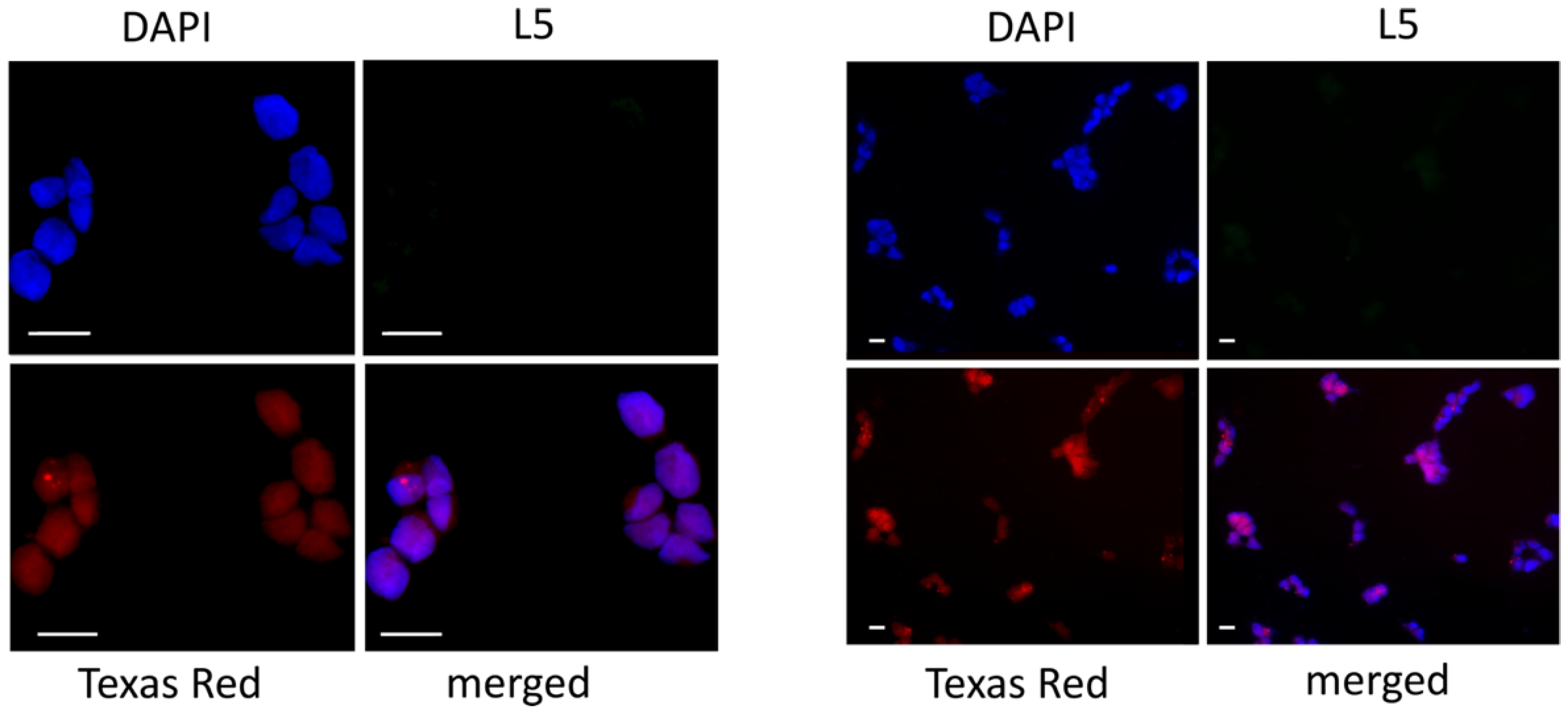 Ijms 23 09542 g007 550