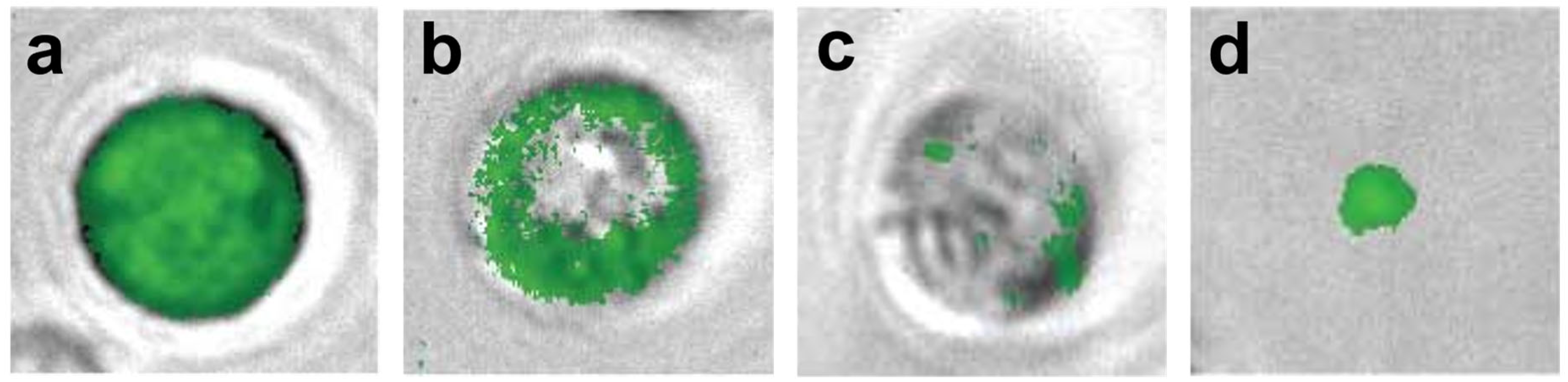 Ijms 23 09543 g005 550