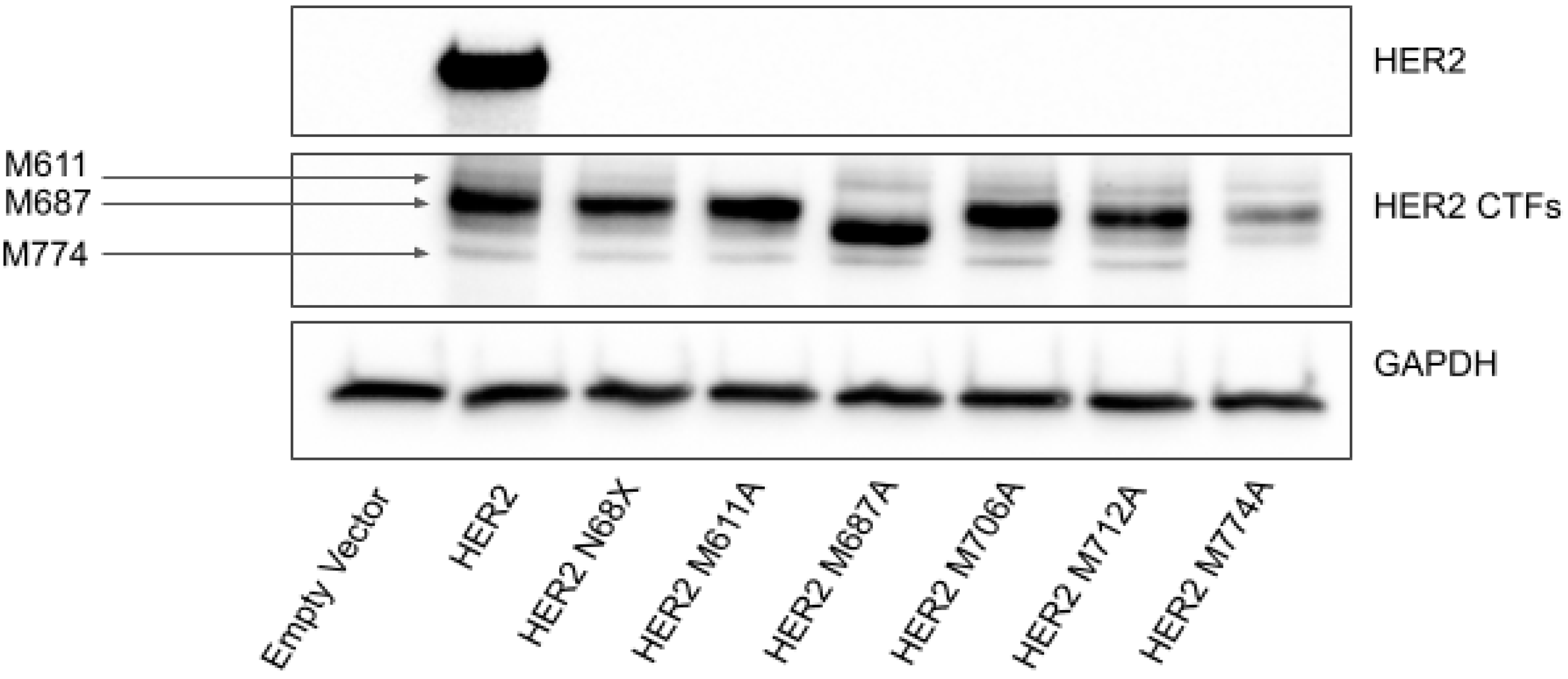 Ijms 23 09549 g003 550