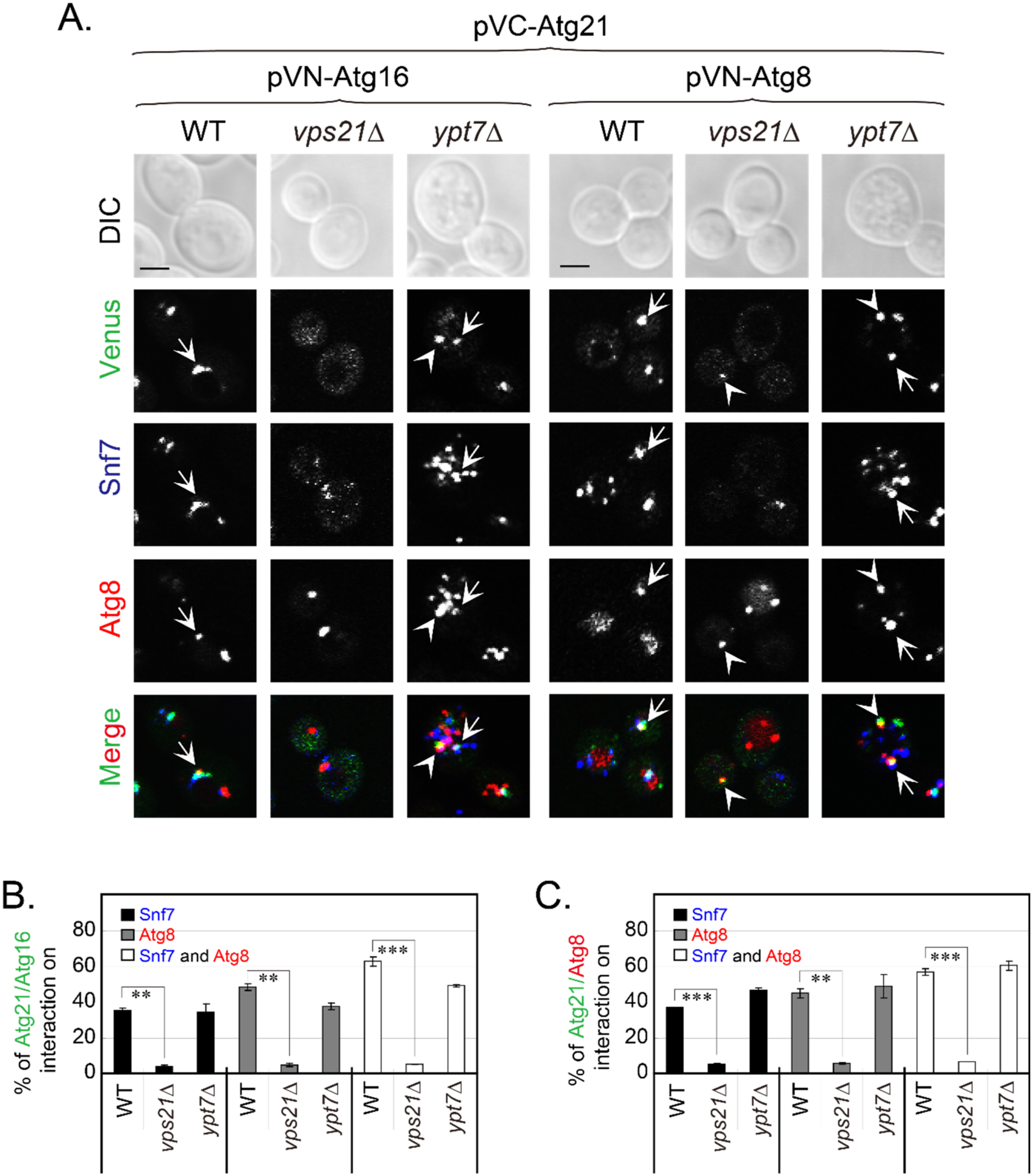 Ijms 23 09550 g005 Ijms 23 09550 g005