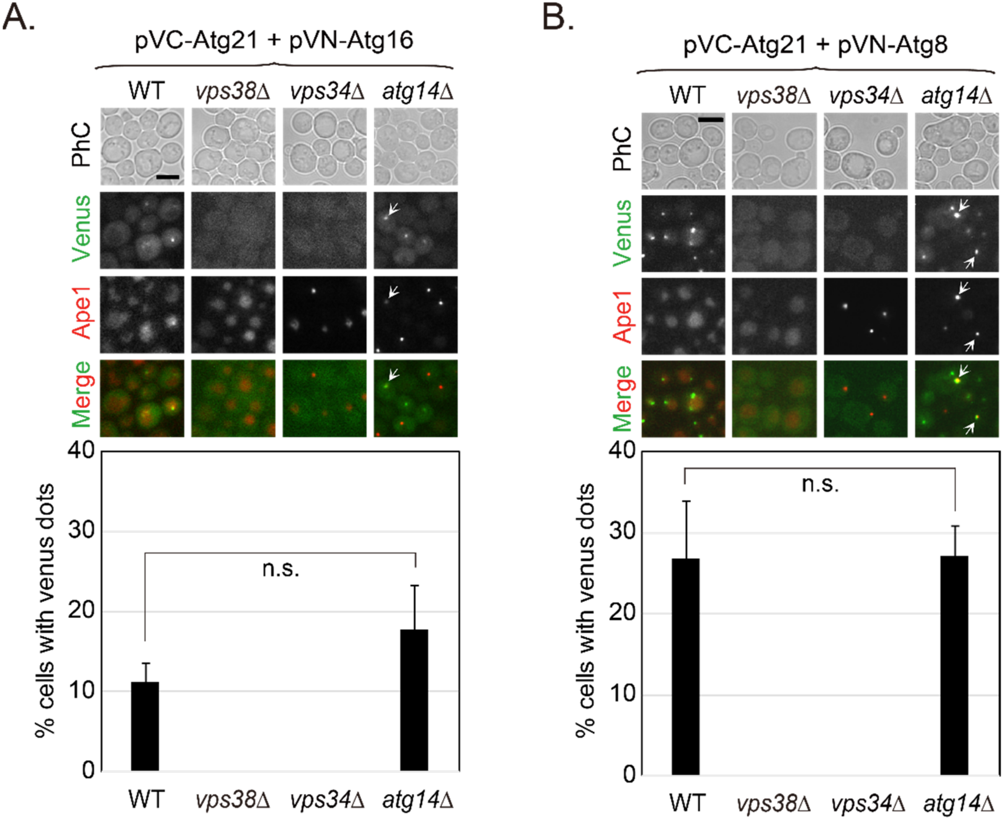 Ijms 23 09550 g006 Ijms 23 09550 g006
