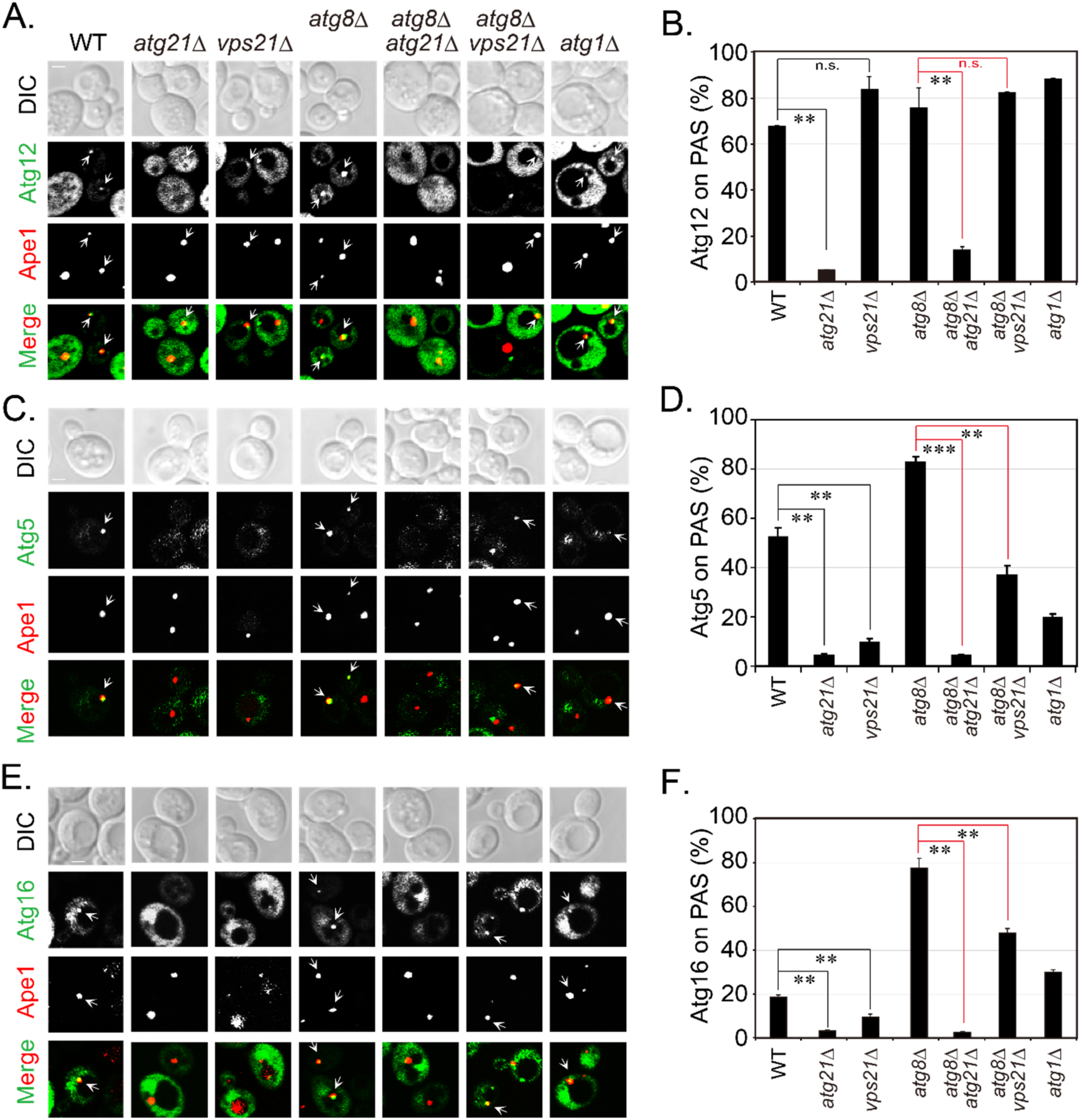 Ijms 23 09550 g007 Ijms 23 09550 g007