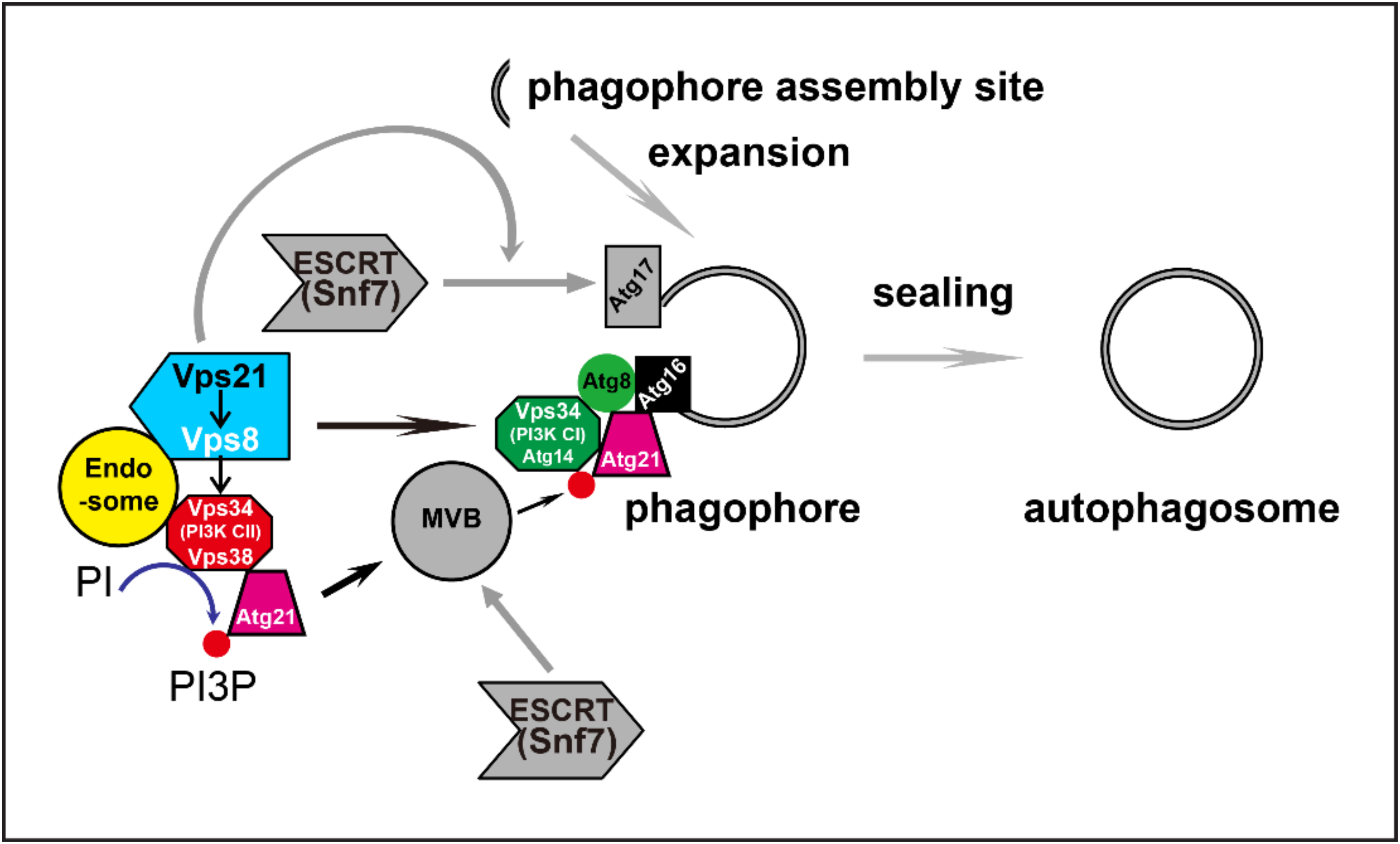 Ijms 23 09550 g009 Ijms 23 09550 g009