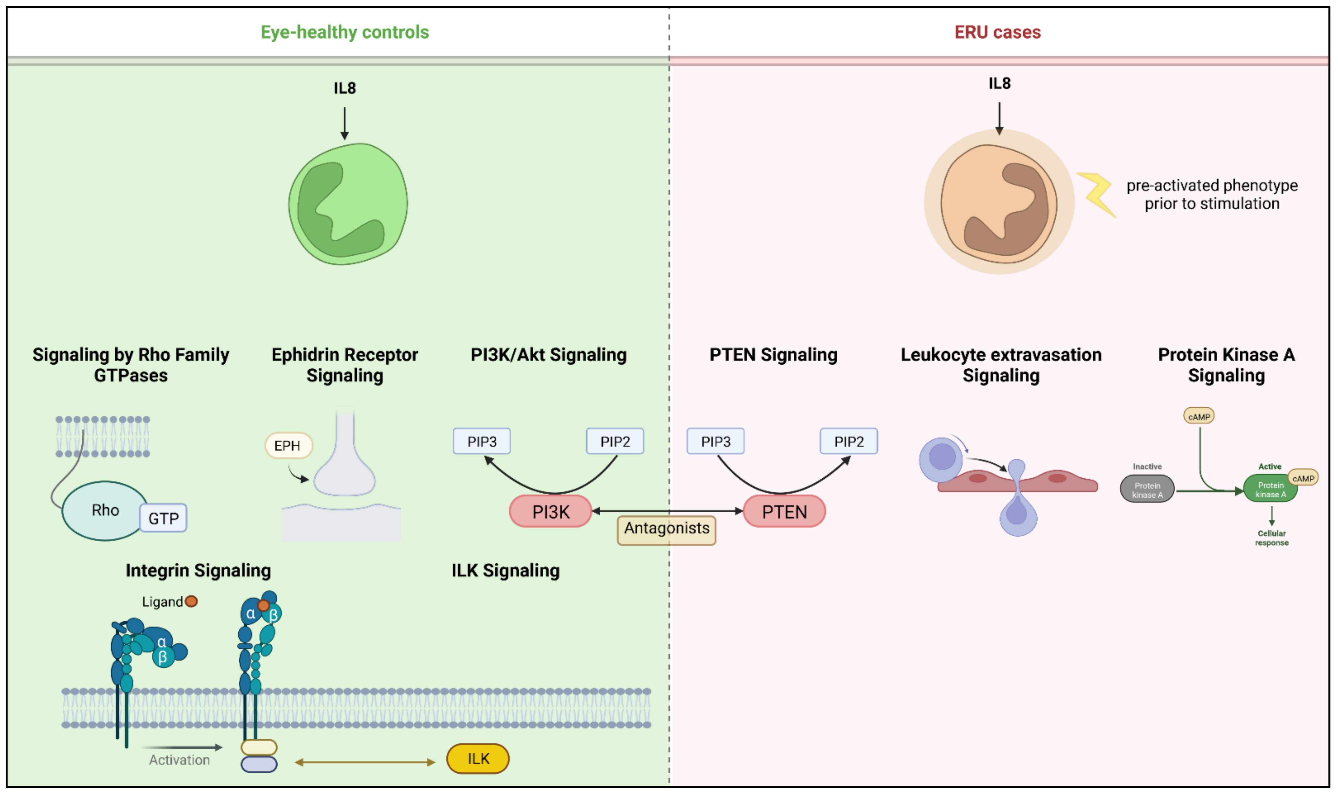 Ijms 23 09555 g003 Ijms 23 09555 g003