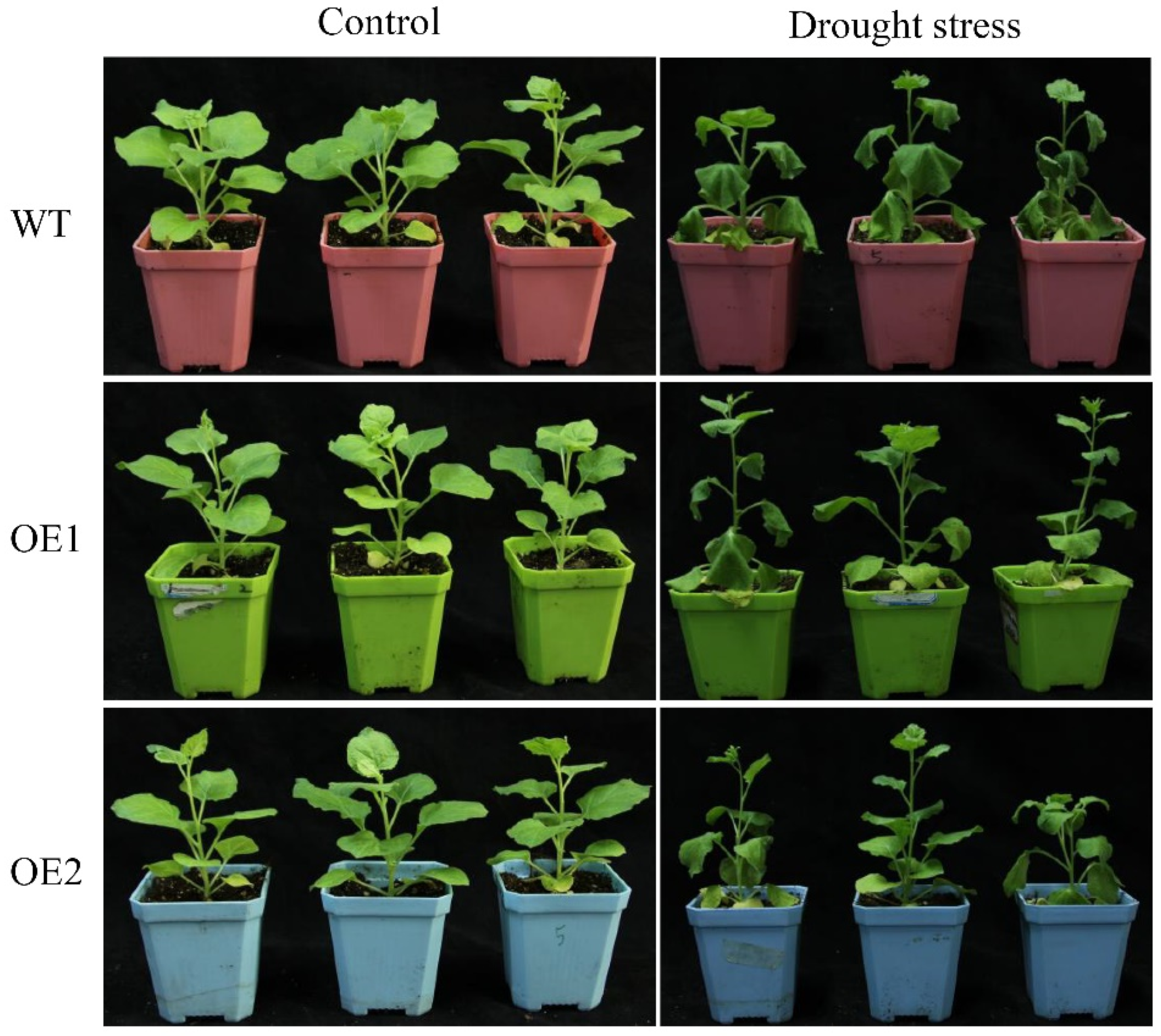 Ijms 23 09557 g006 Ijms 23 09557 g006