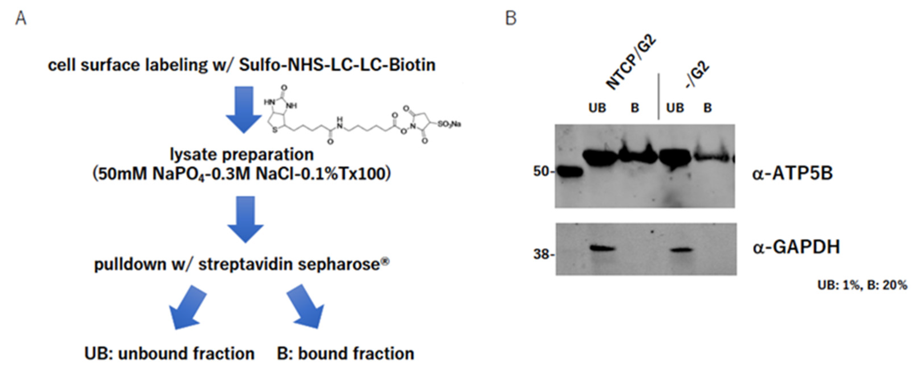 Ijms 23 09570 g002 Ijms 23 09570 g002