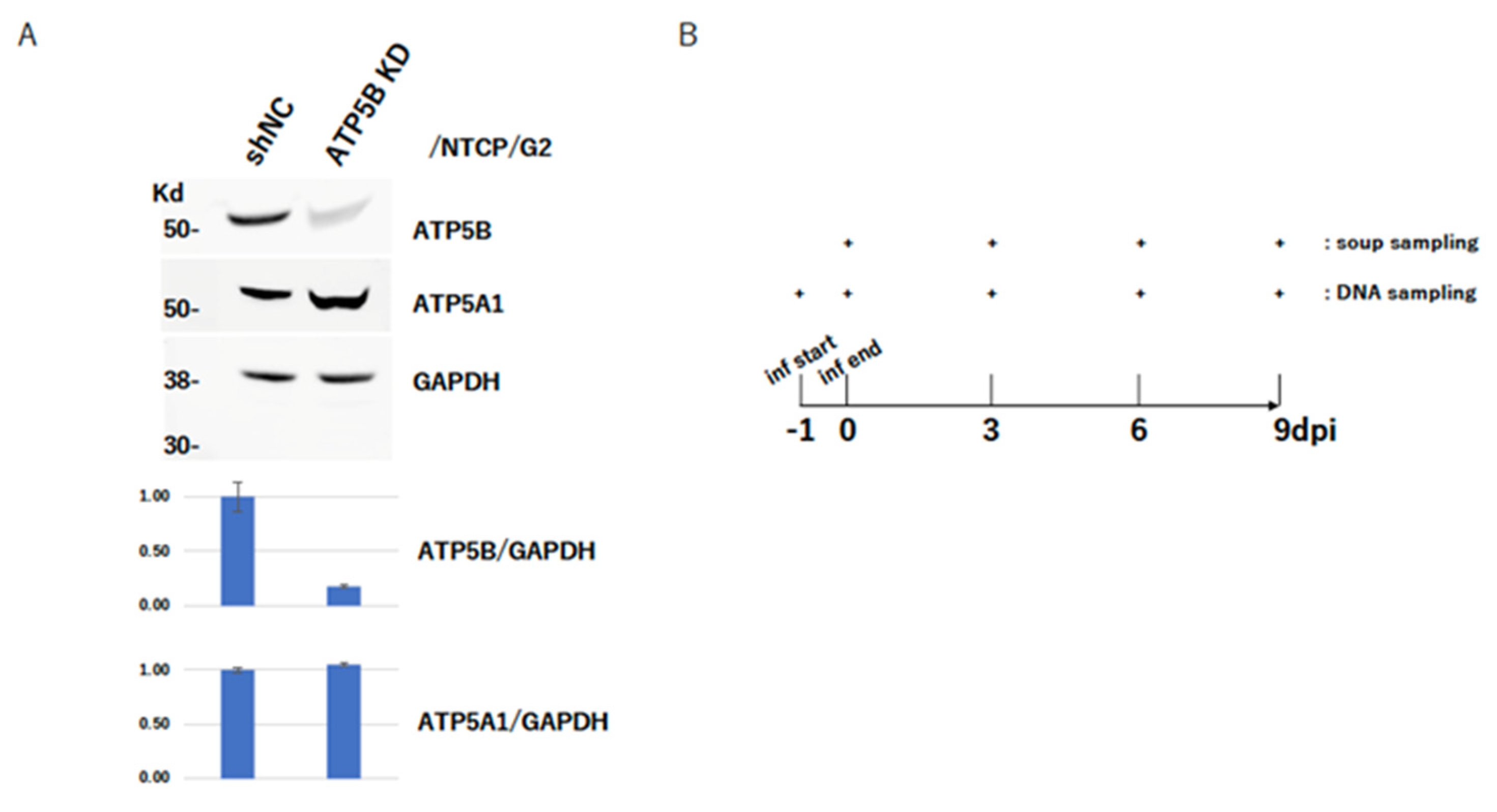 Ijms 23 09570 g003a Ijms 23 09570 g003a