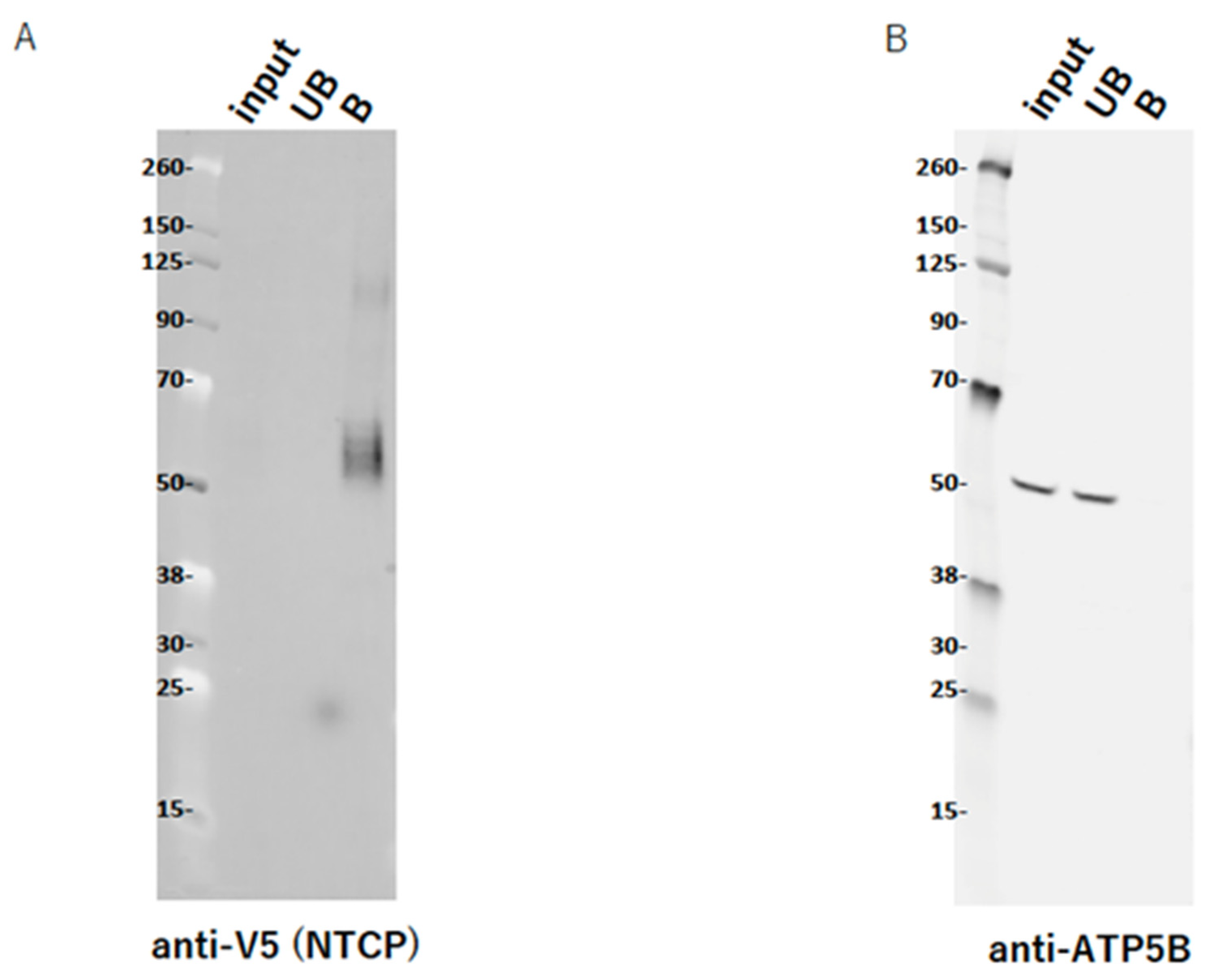 Ijms 23 09570 g004 Ijms 23 09570 g004