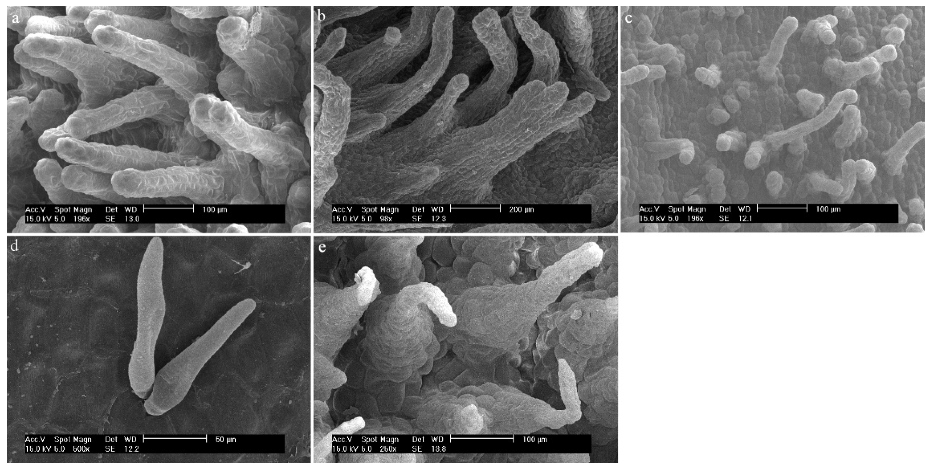 Ijms 23 09578 g002 Ijms 23 09578 g002