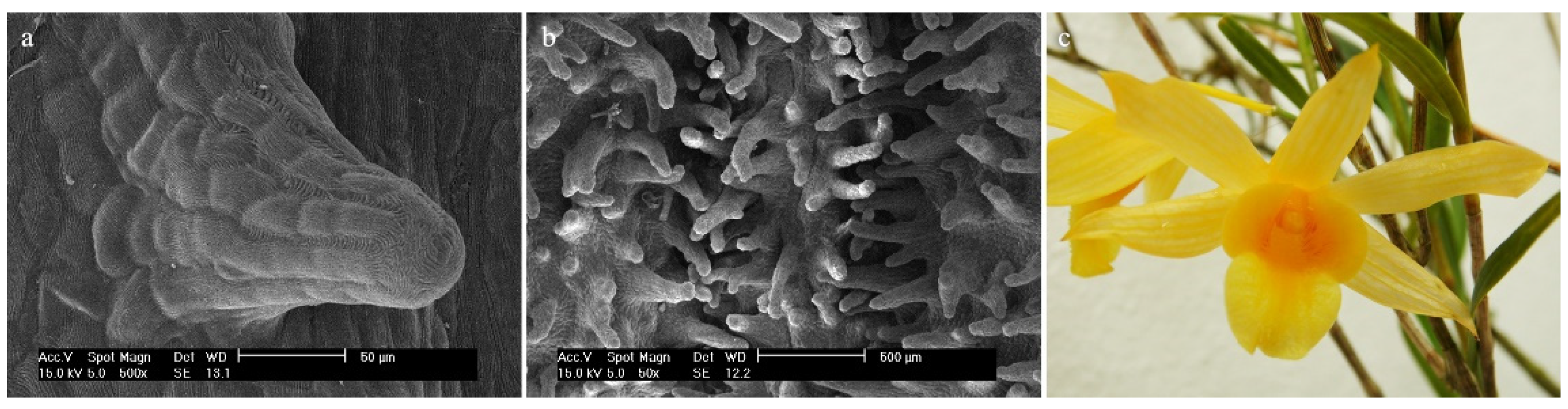 Ijms 23 09578 g005 Ijms 23 09578 g005