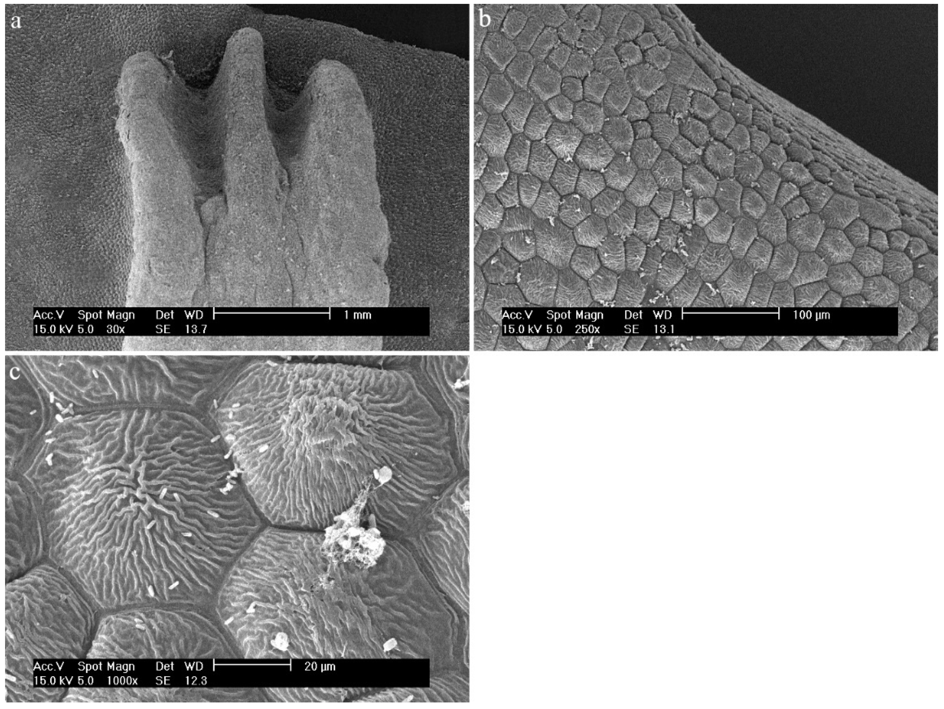 Ijms 23 09578 g023 Ijms 23 09578 g023