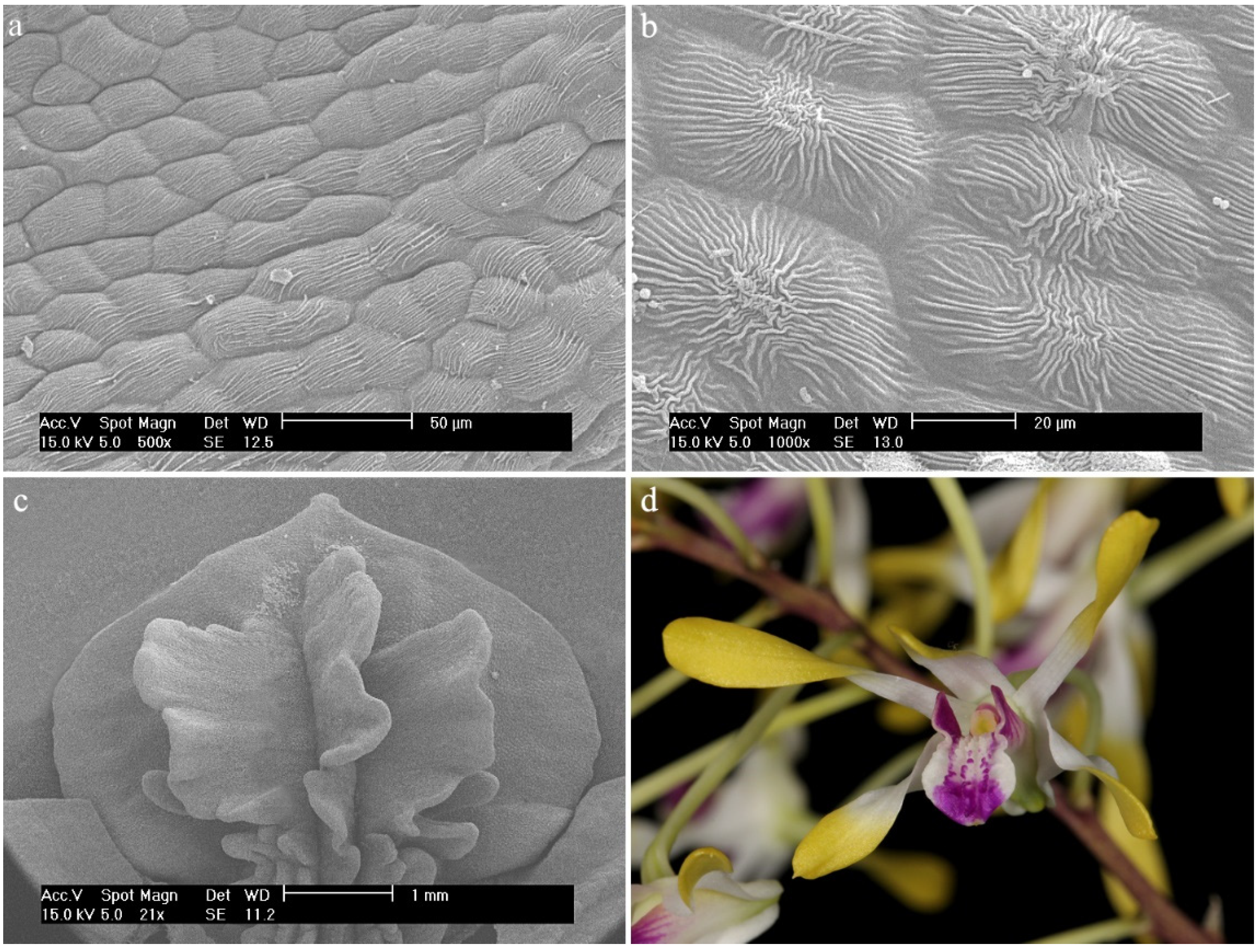 Ijms 23 09578 g025 Ijms 23 09578 g025